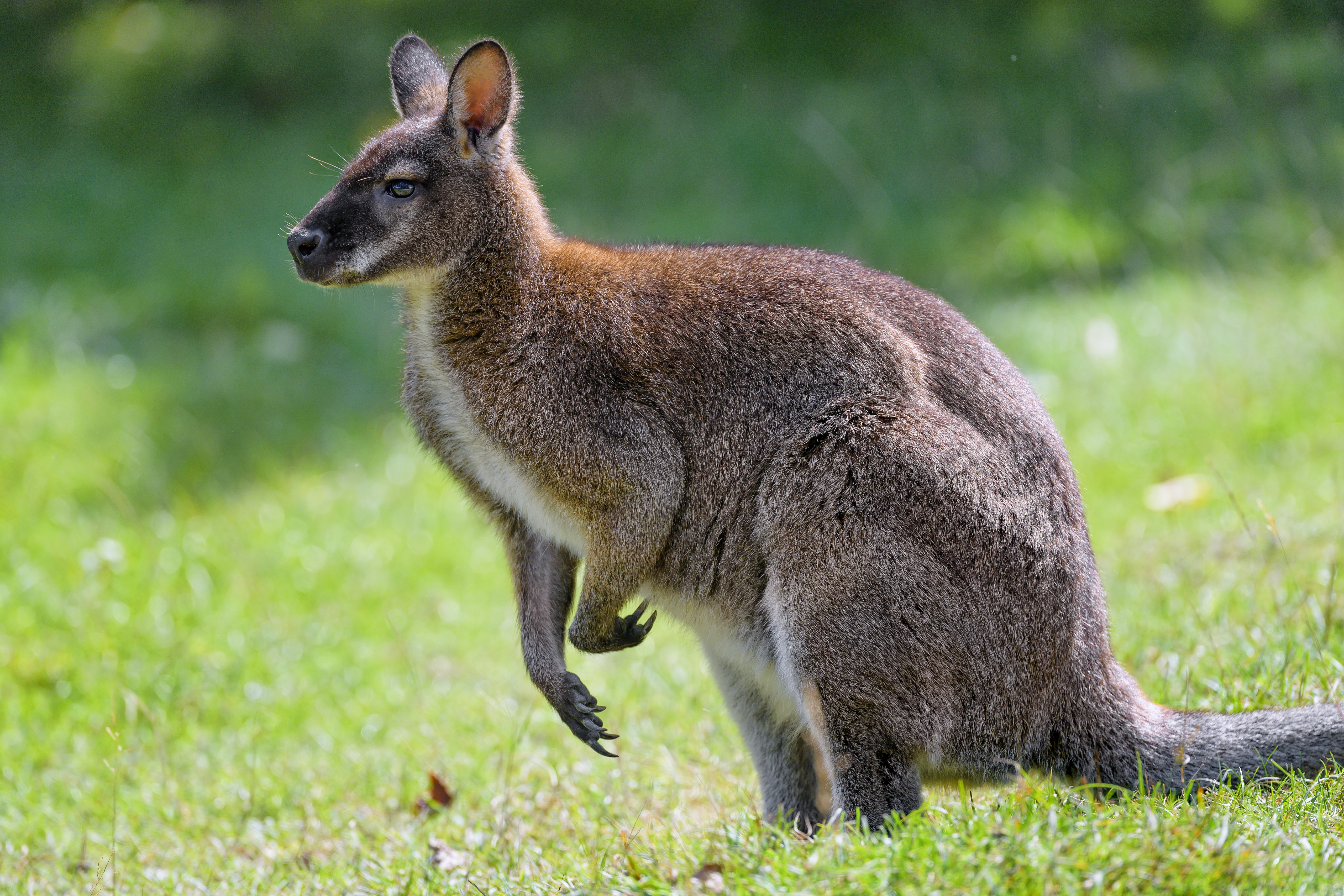 Free download wallpaper Animals, Grass, Profile, Kangaroo, Animal on your PC desktop