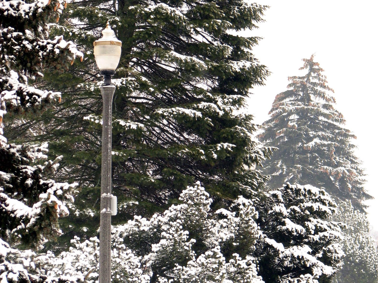 Download mobile wallpaper Winter, Trees, Lamp, Lantern, Park, Nature for free.