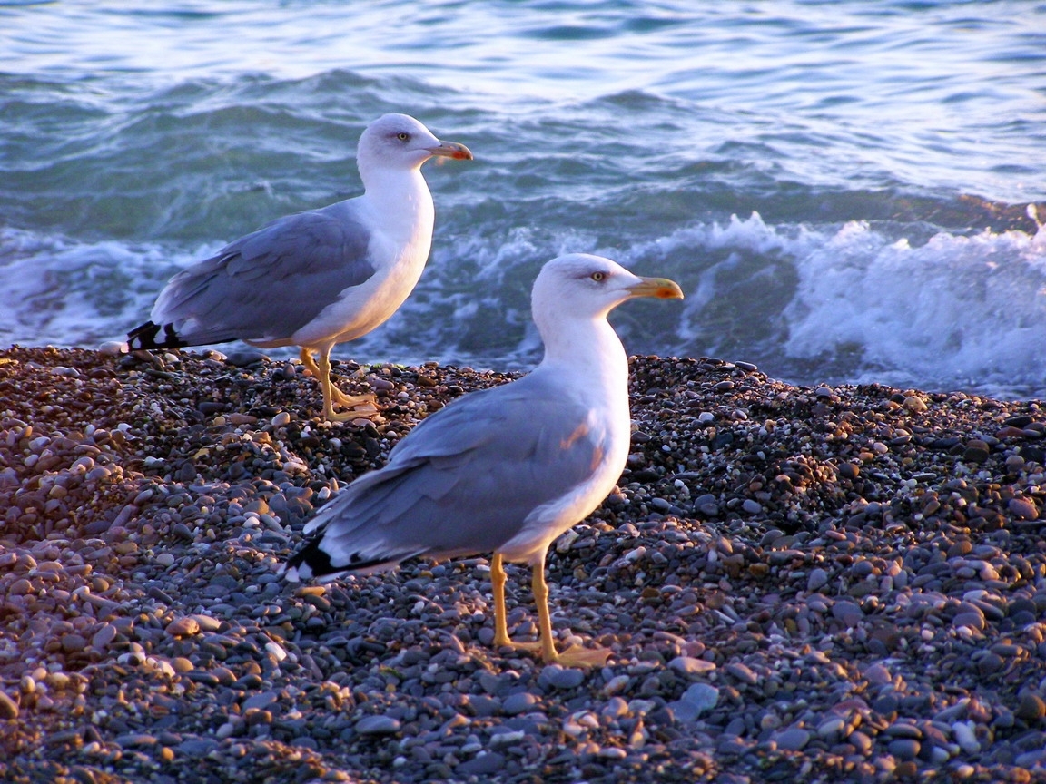Download mobile wallpaper Seagulls, Animals, Birds for free.