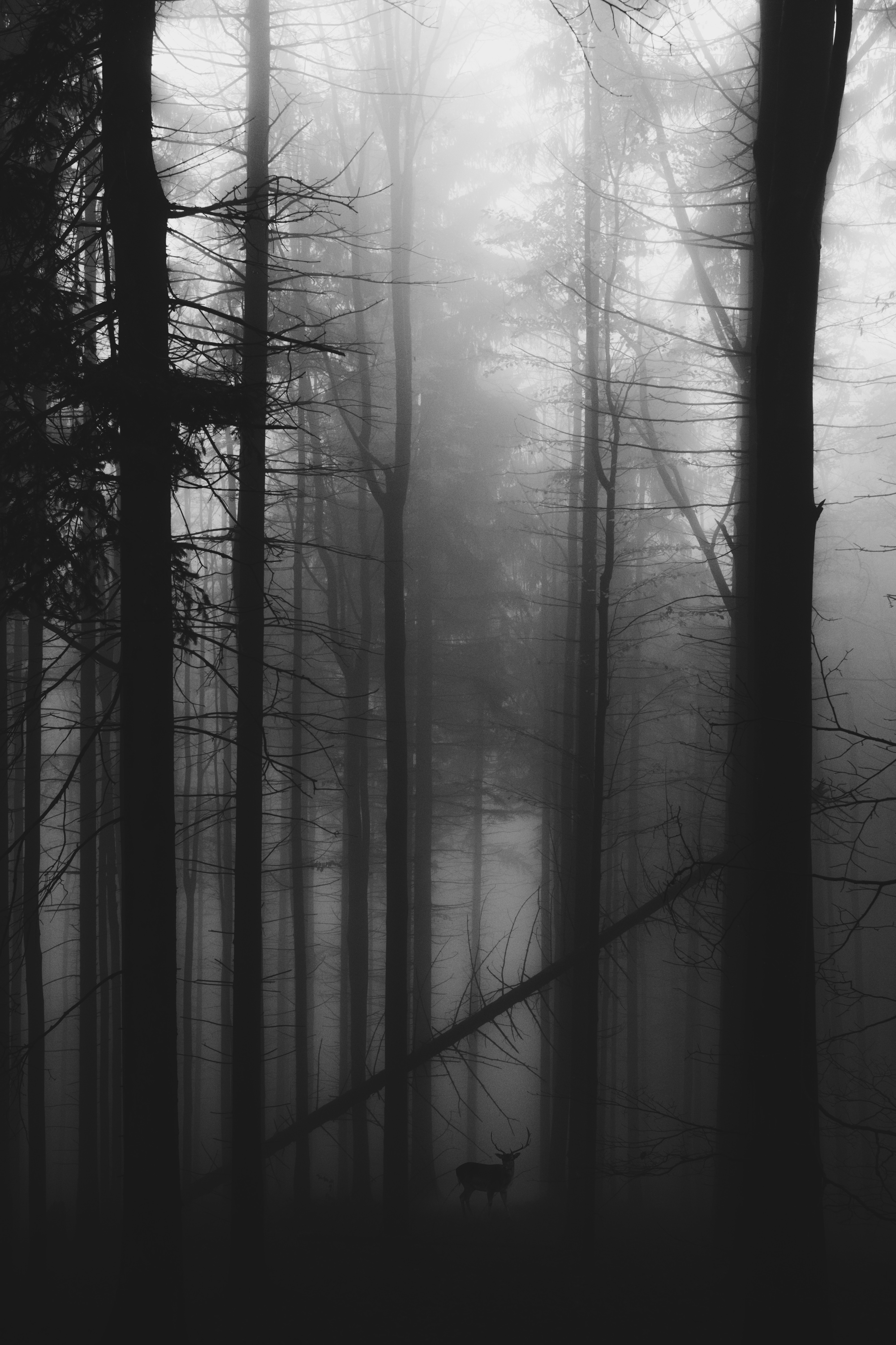 vertical wallpaper fog, deer, gloomy, black, bw, forest, chb