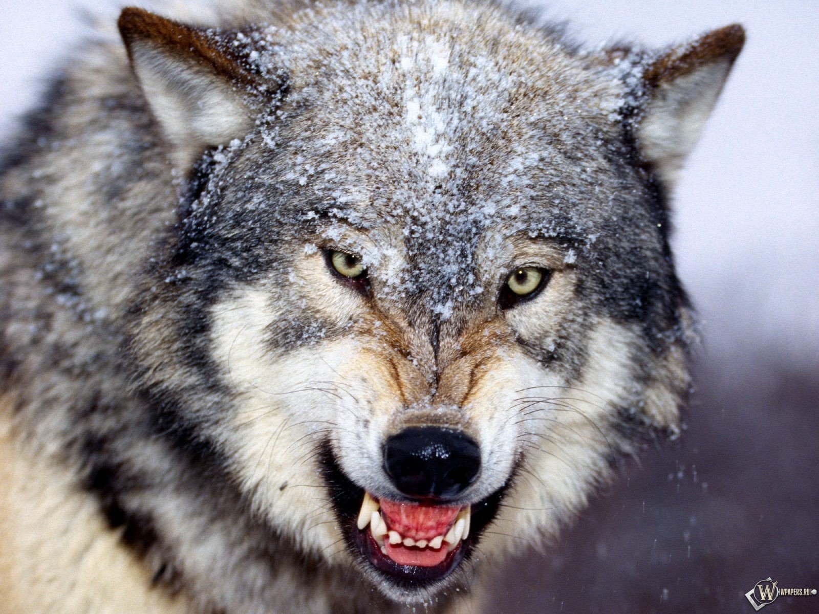 205669 Bild herunterladen tiere, wolf, wolves - Hintergrundbilder und Bildschirmschoner kostenlos