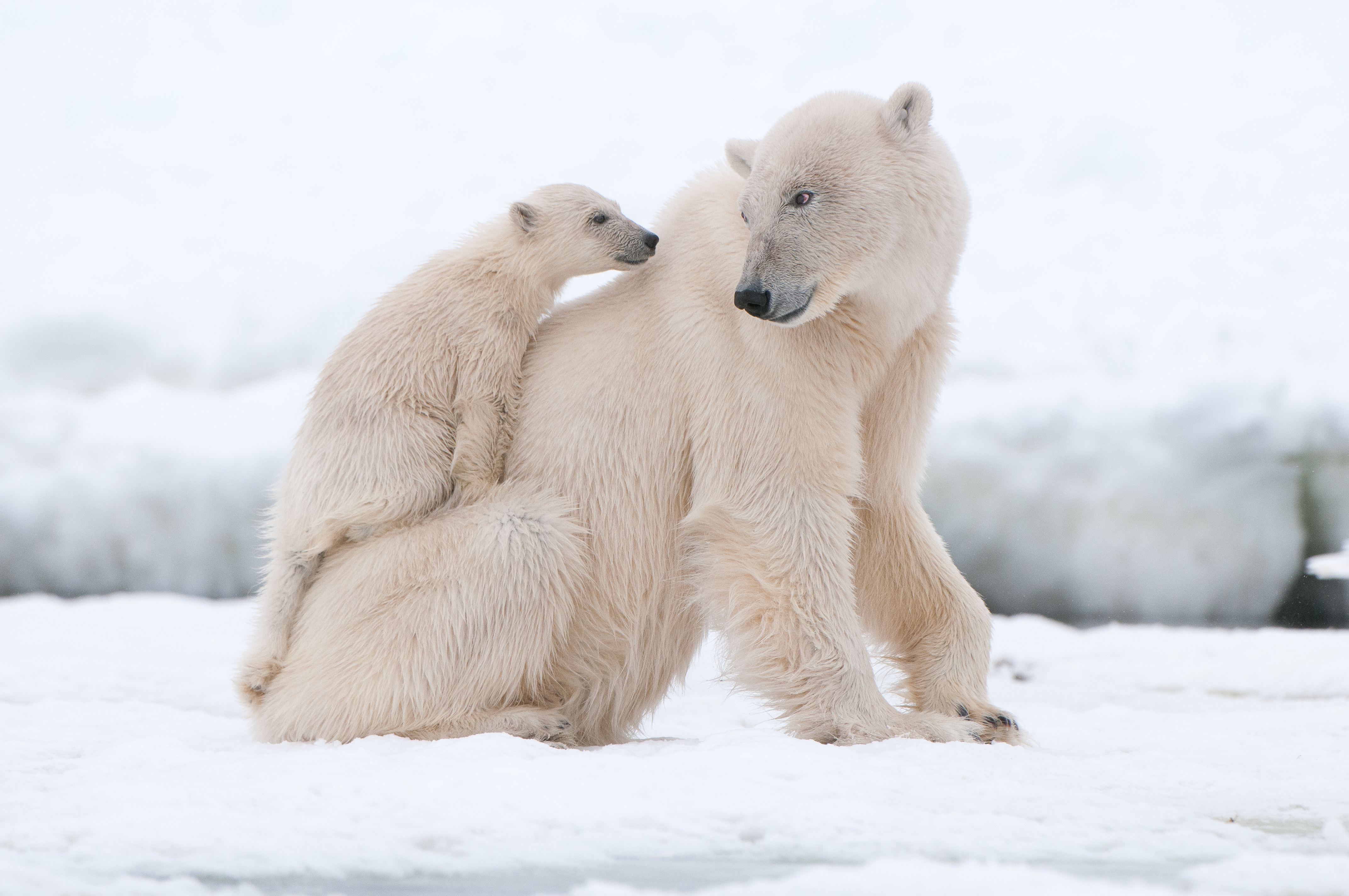 Поздравления с днем белым медведем. Белый медведь. Полярный медведь. Белый медведь с медвежатами. Белый медведь фото.