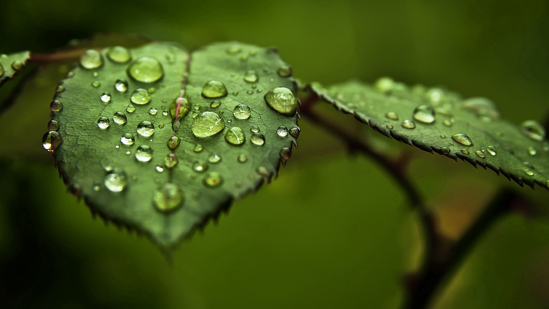 surface, form, leaves, drops, macro