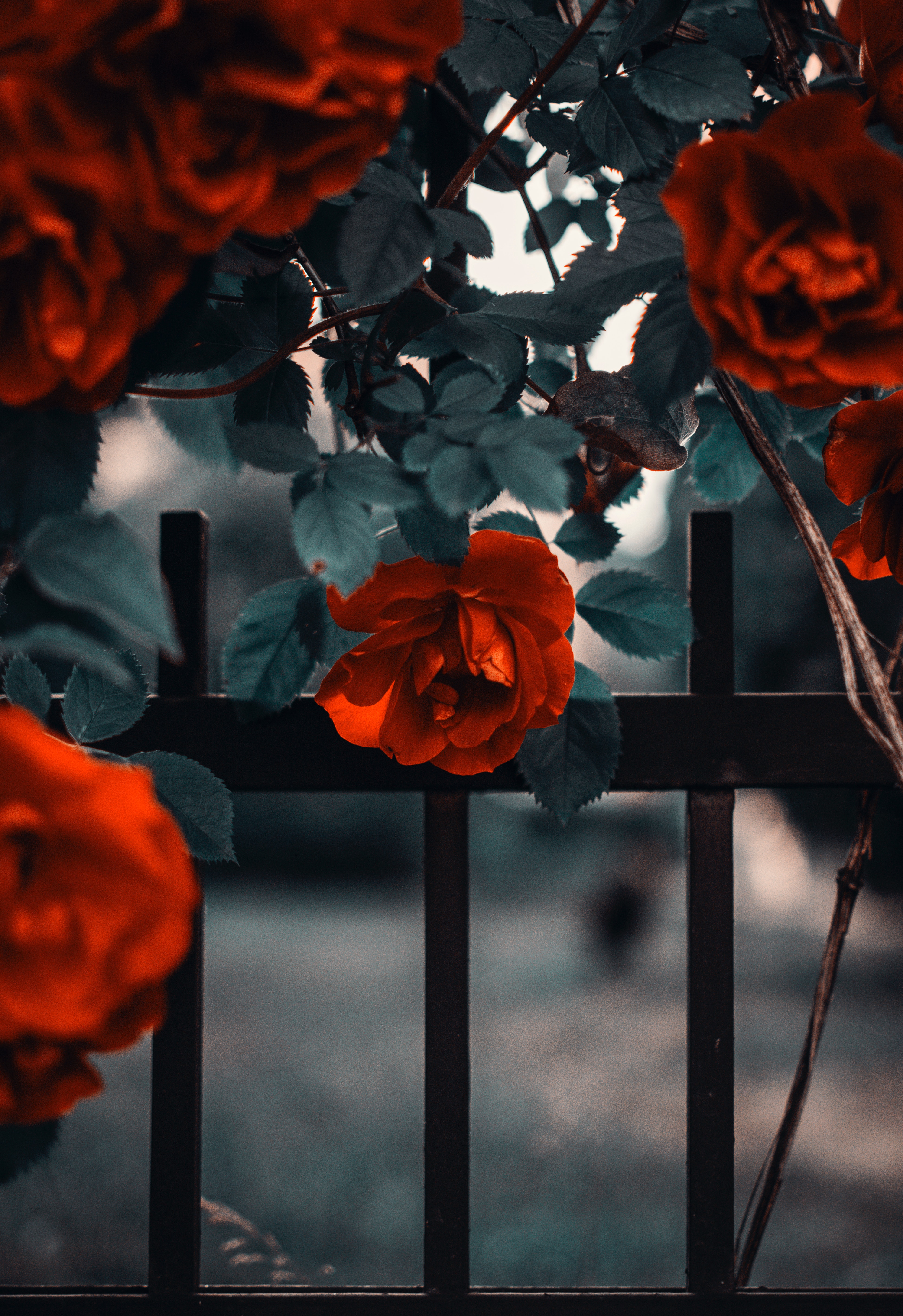 81592 скачать обои роза, красный, забор, цветы, сад, куст - заставки и картинки бесплатно