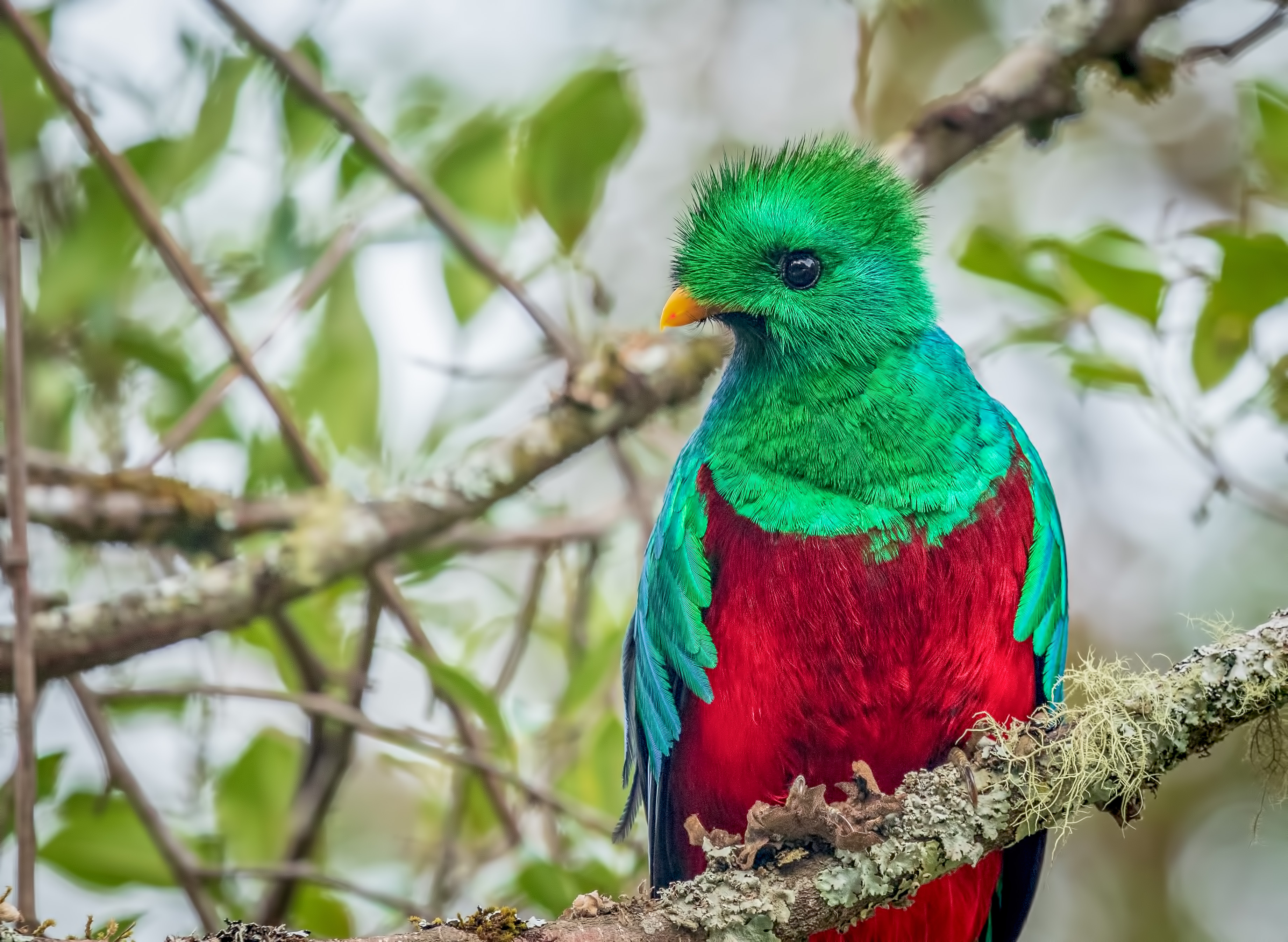 Popular Resplendent Quetzal Image for Phone