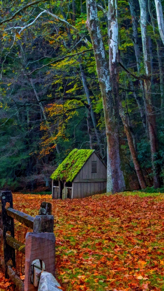 man made, shed, fence, tree, fall, forest 4K