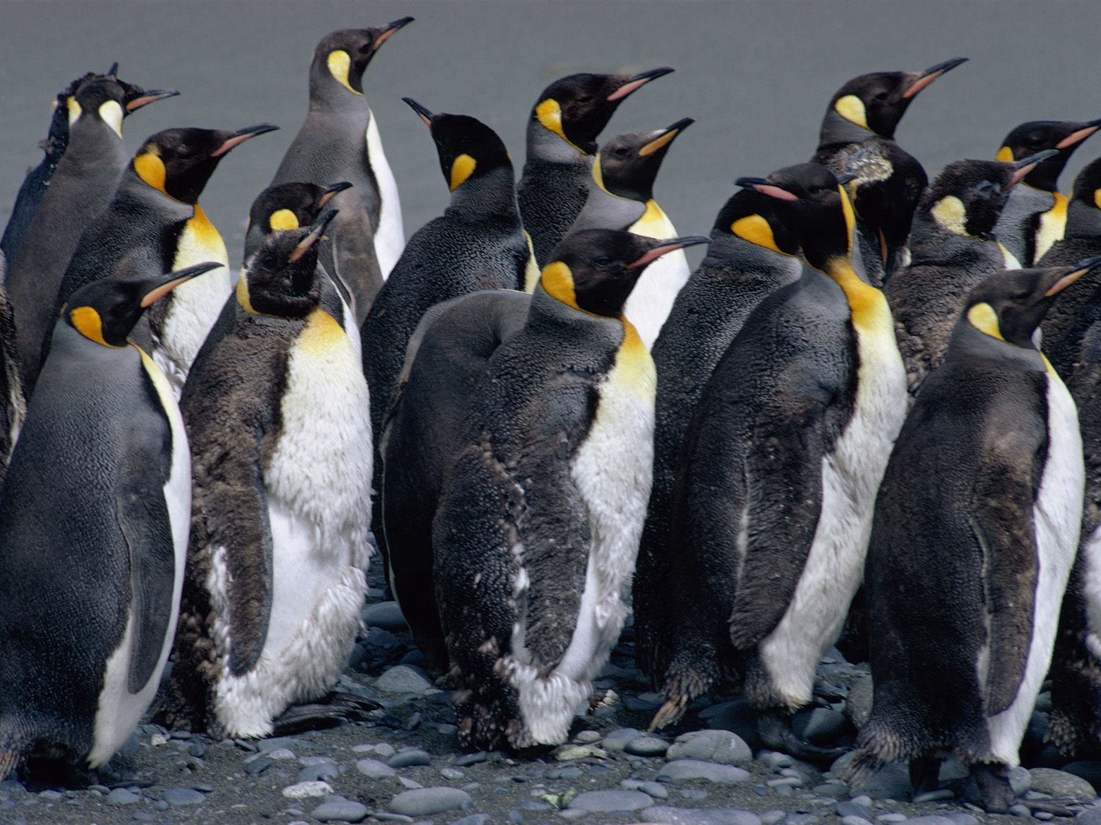 animals, birds, water, pinguins, spray, flock download HD wallpaper