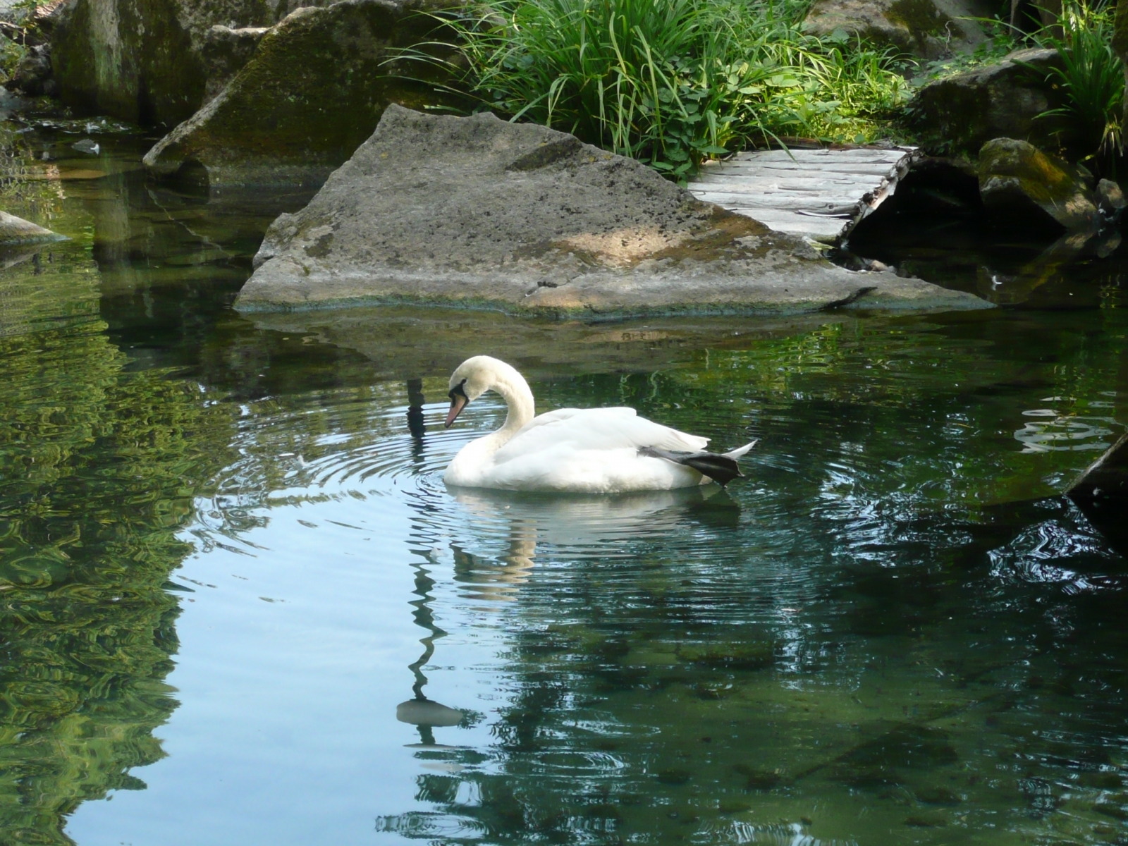 Laden Sie das Tiere, Swans, Vögel-Bild kostenlos auf Ihren PC-Desktop herunter