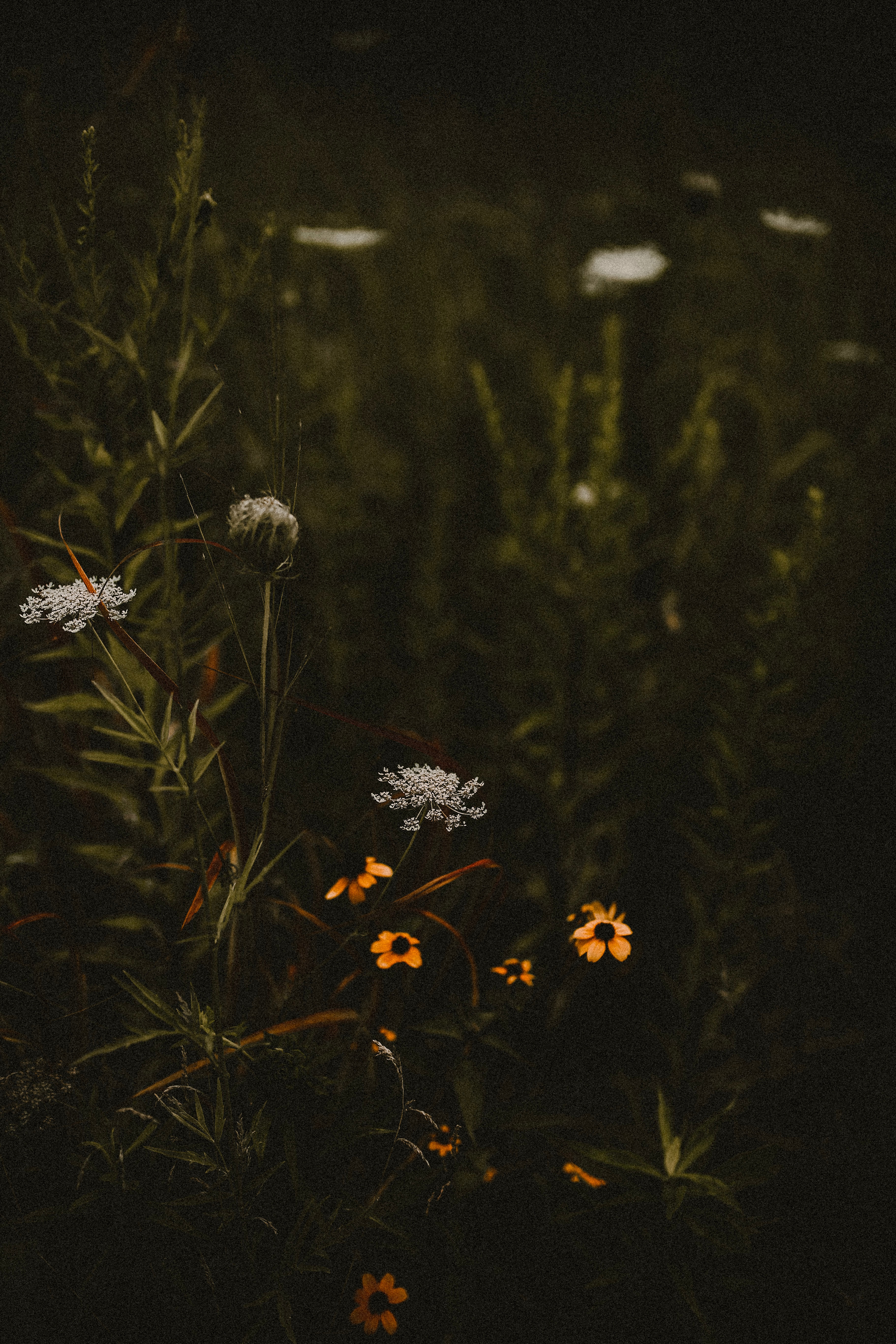 plants, flowers, bloom, flowering, field, wild Smartphone Background
