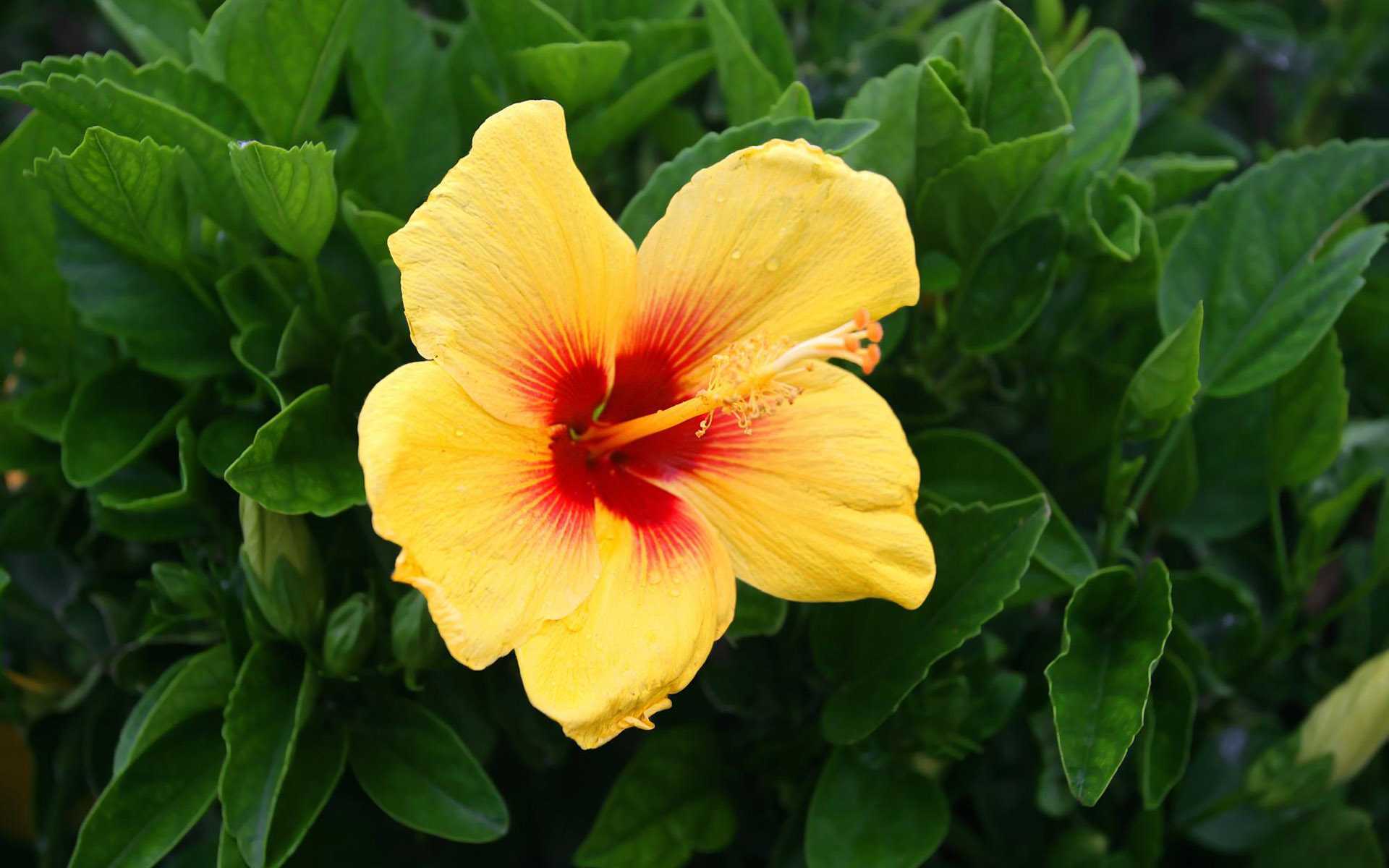 earth, hibiscus, flower, green, leaf, nature, yellow, flowers 1080p