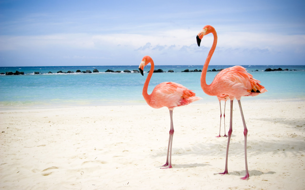 Скачать картинку Животные, Пляж, Птицы, Фламинго в телефон бесплатно.