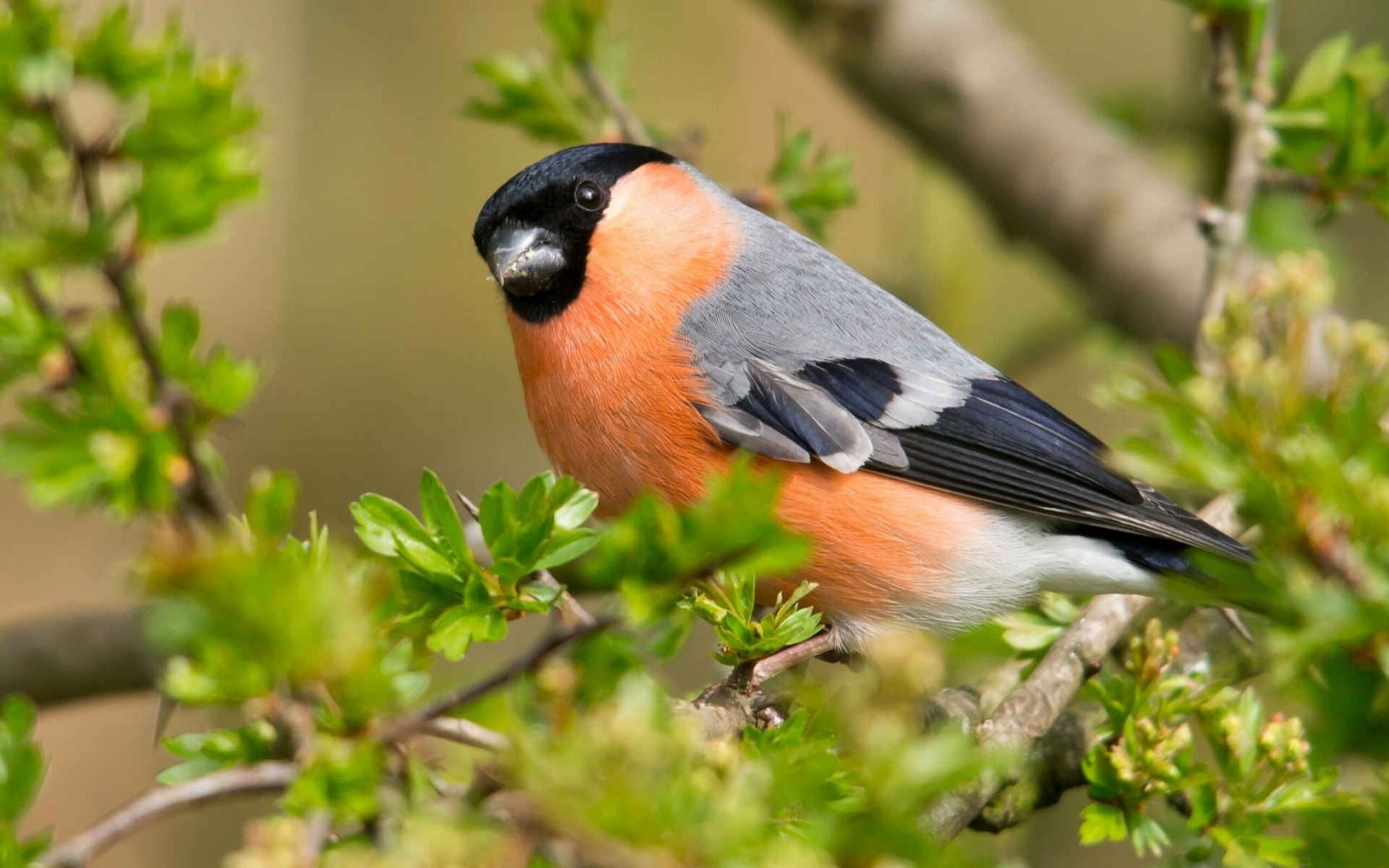  Bullfinch HD Android Wallpapers