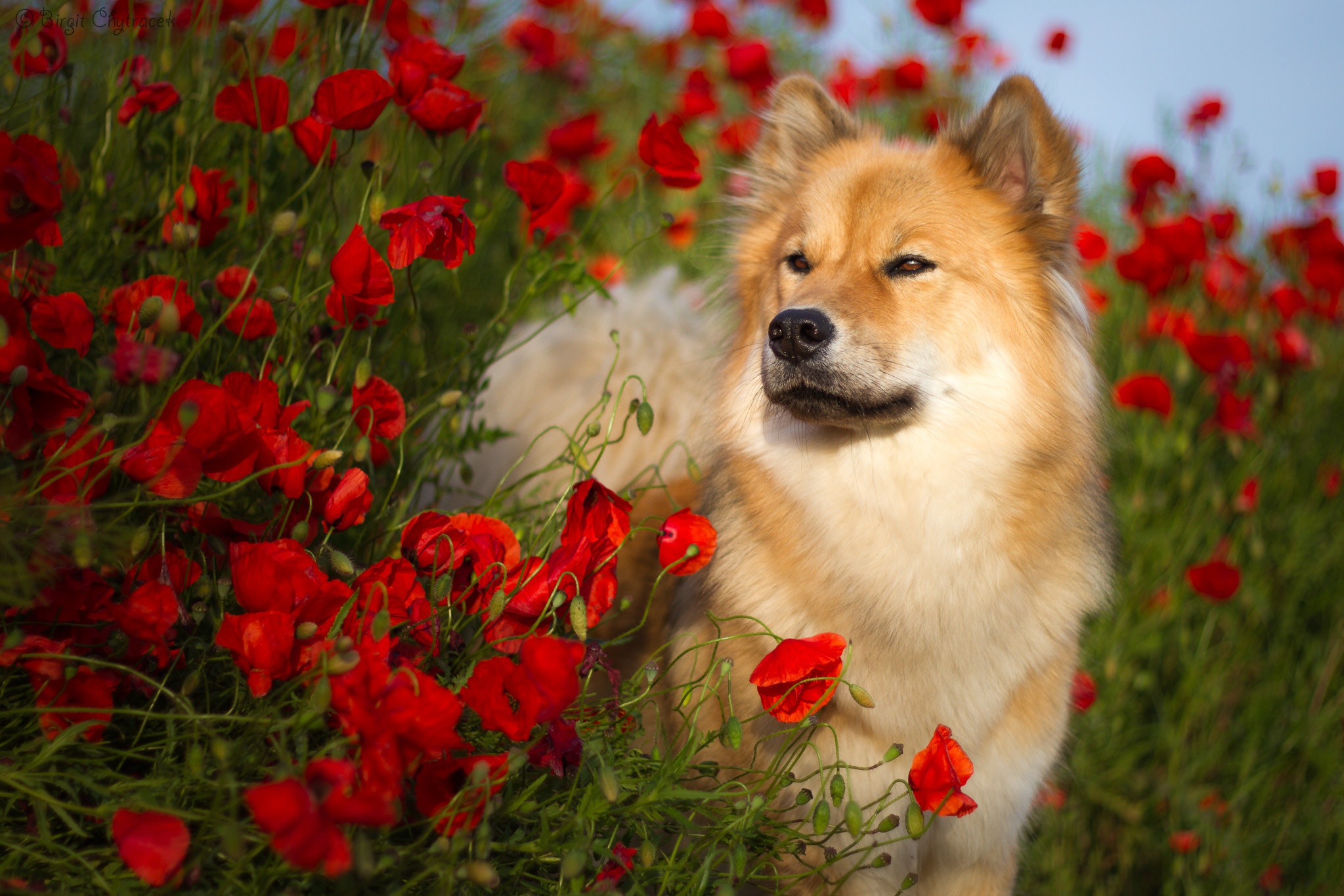 animal, eurasier, dog, flower, poppy, red flower, spitz, summer, dogs 32K