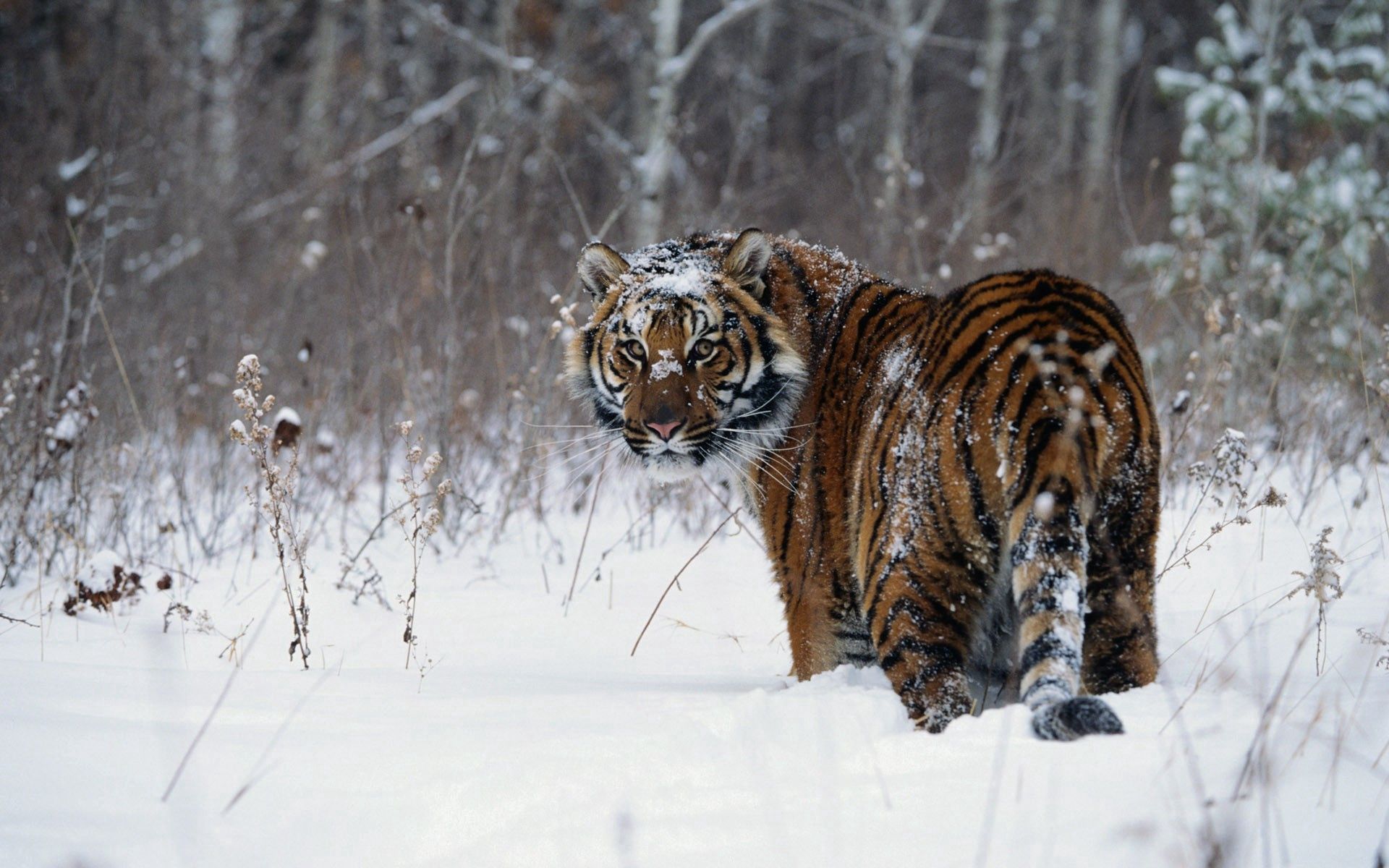 Download mobile wallpaper Snow, Winter, Stroll, Animals, Tiger for free.