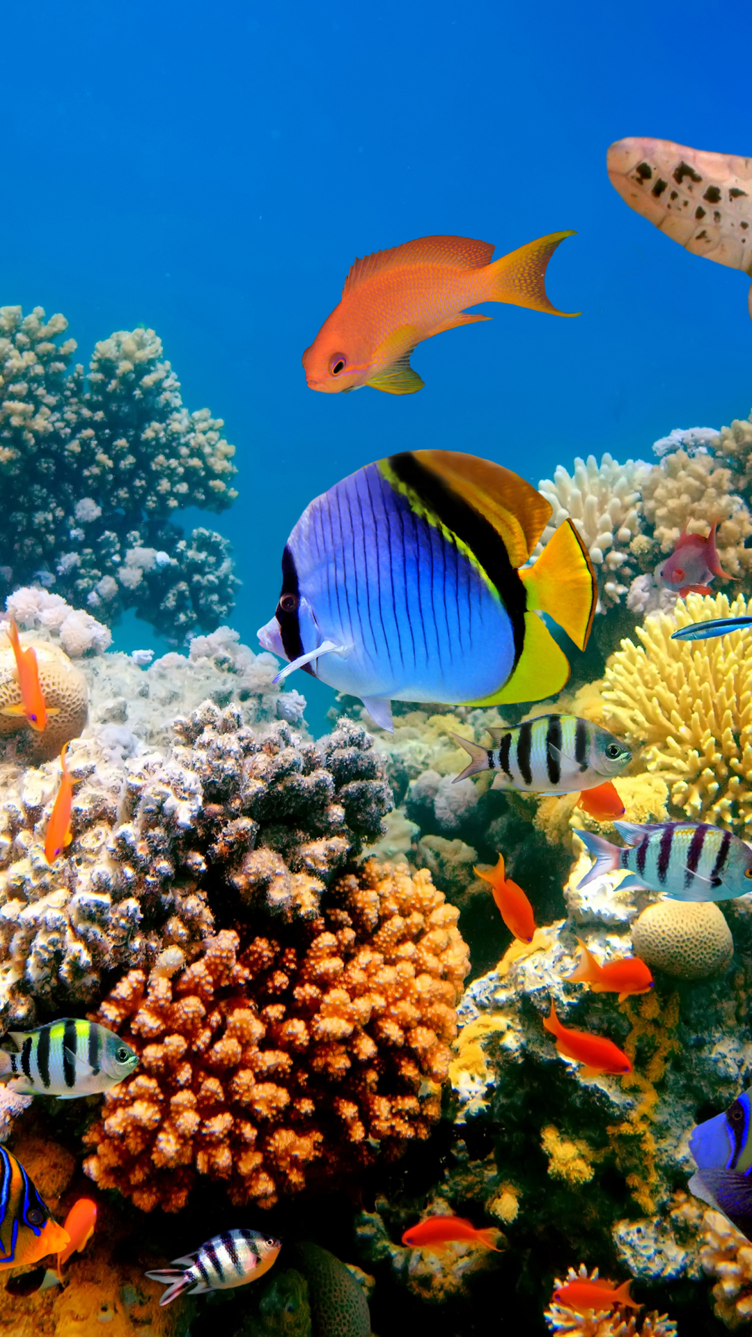 1110928 télécharger le fond d'écran animaux, poisson, tortue, récif de corail, sous marin, sous l'eau, des poissons - économiseurs d'écran et images gratuitement