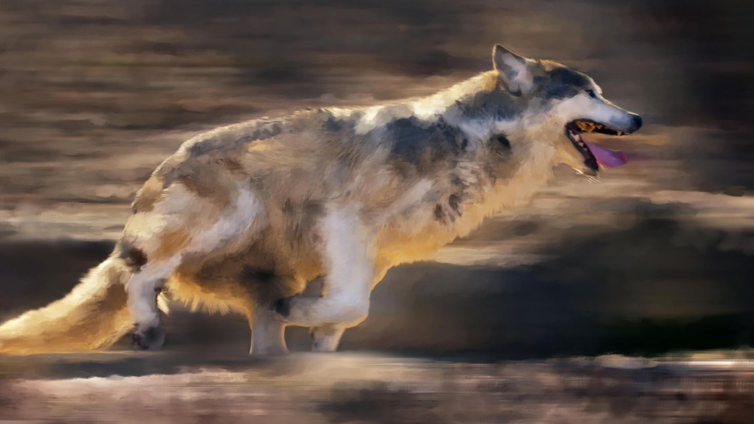 Волк бежит сбоку
