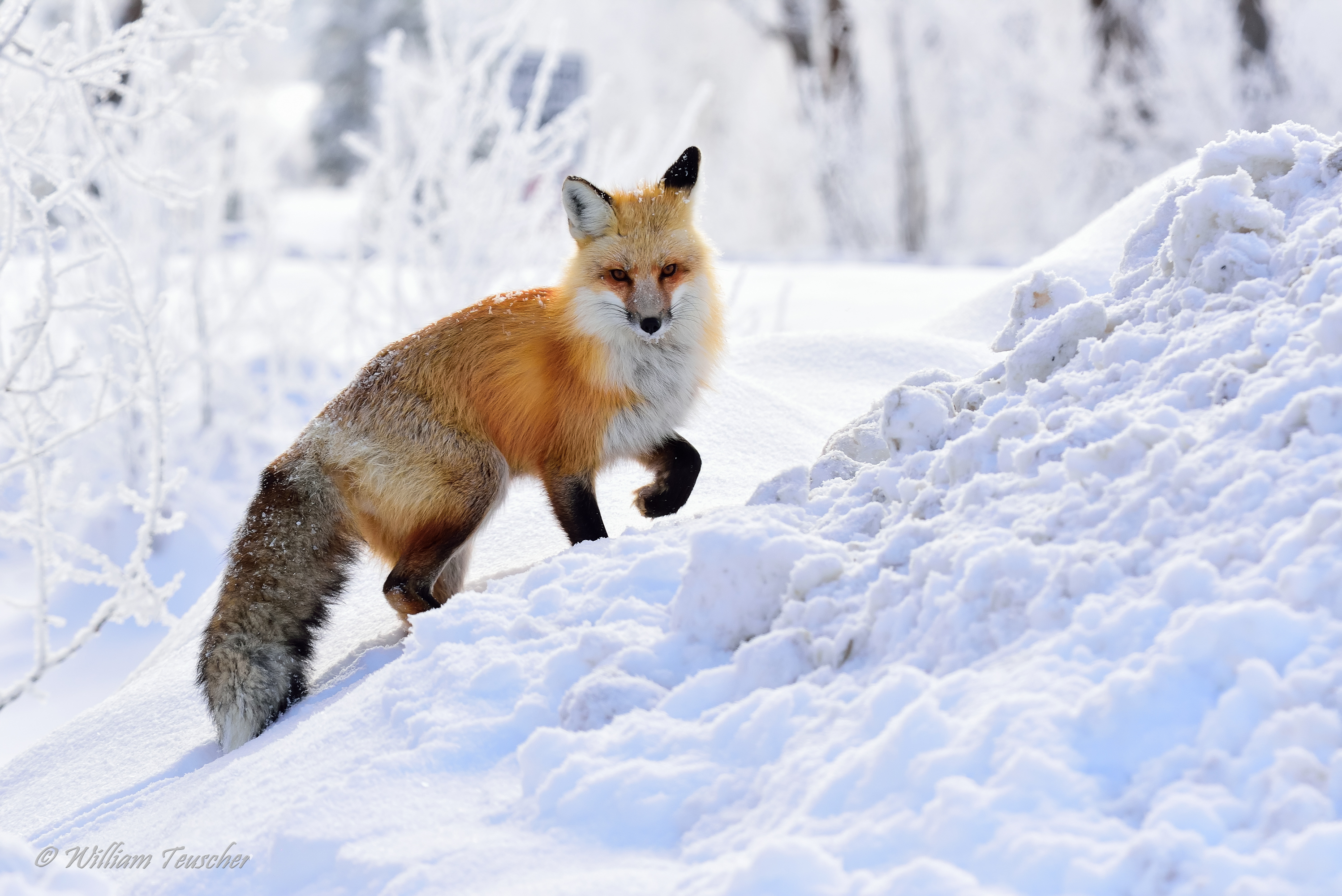 Fox org. Лиса зима. Февраль животные. Январь животные. Лиса земли.