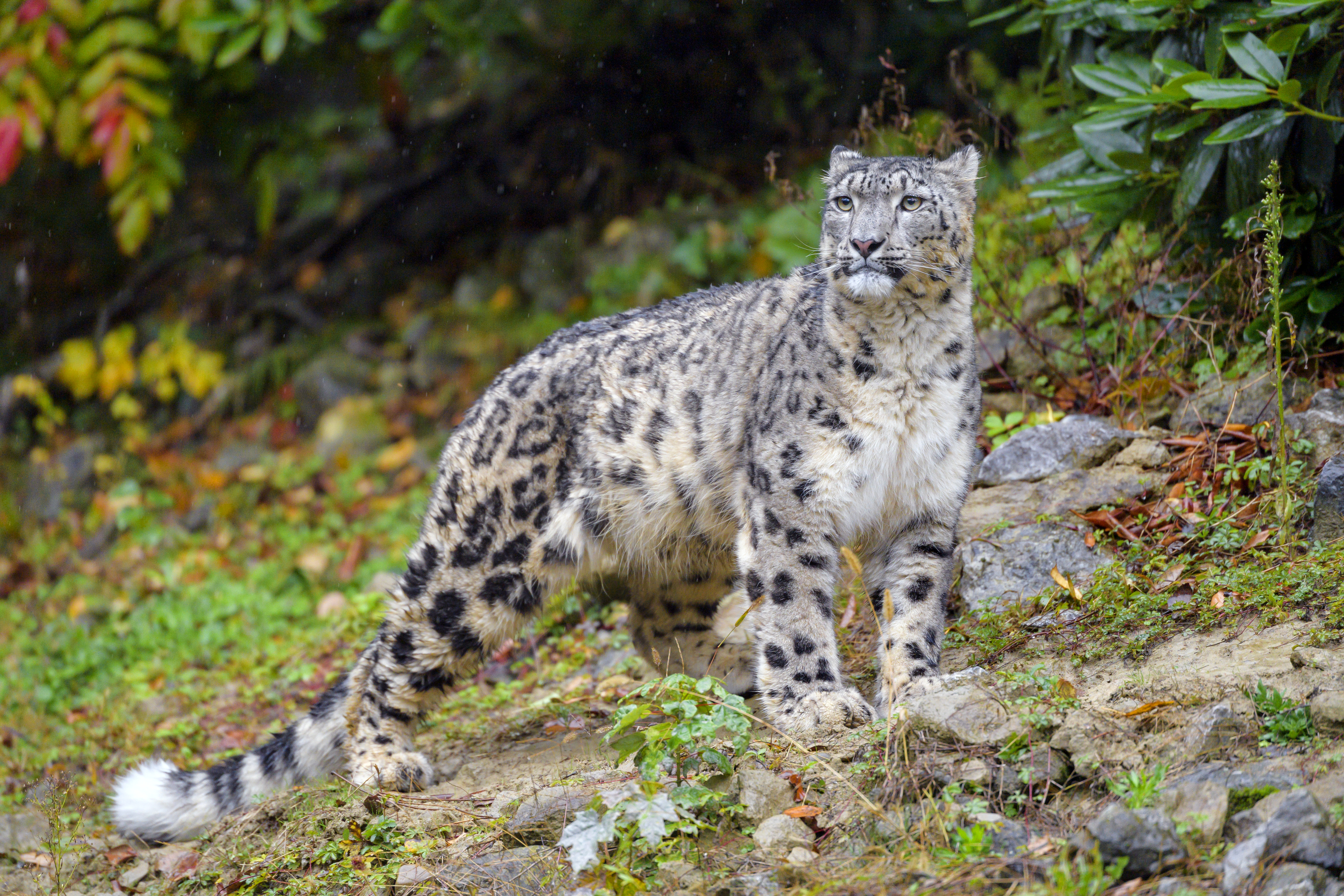 Download mobile wallpaper Predator, Irbis, Big Cat, Animals, Wildlife, Snow Leopard for free.