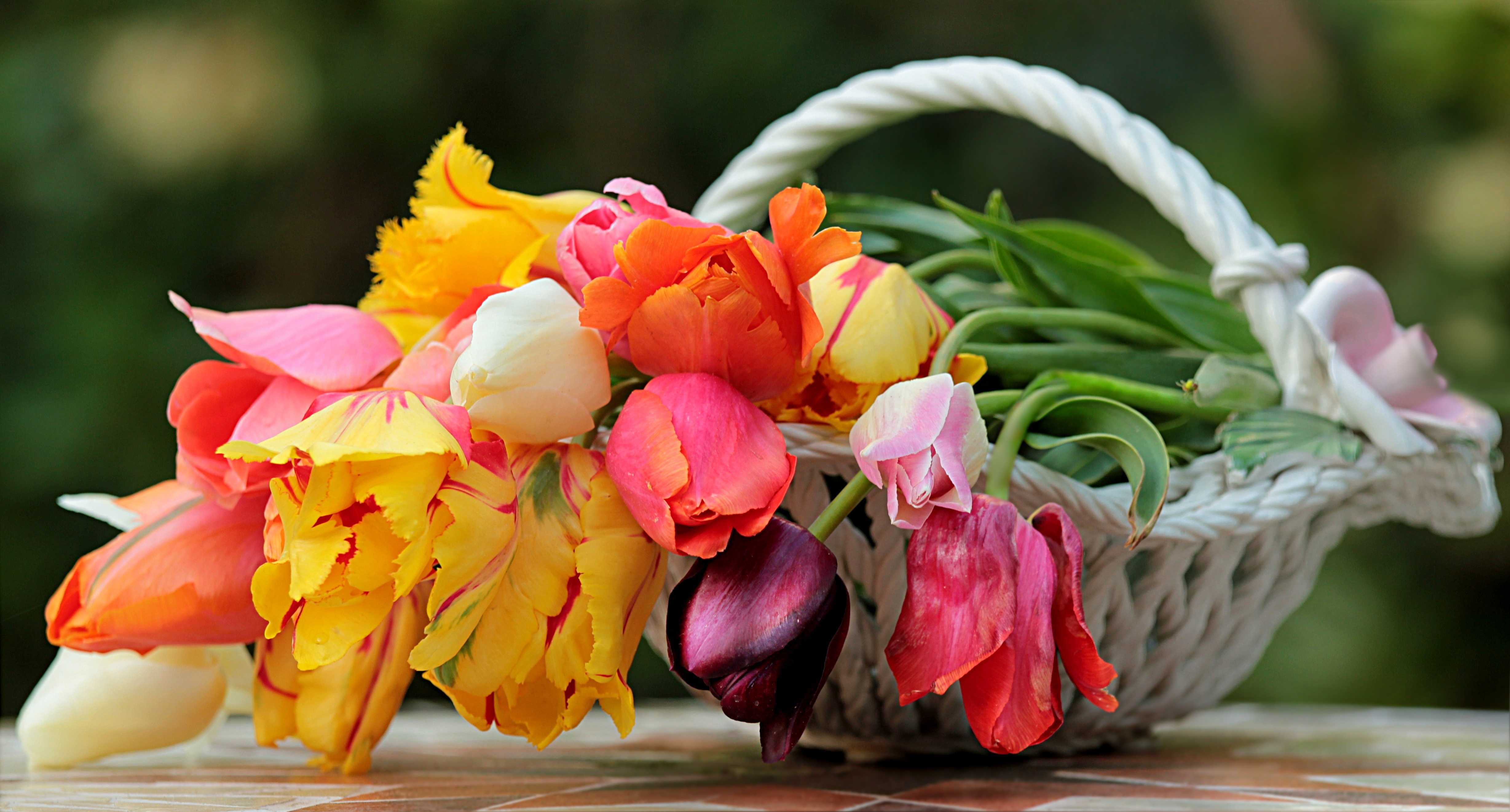 Download mobile wallpaper Flower, Spring, Tulip, Man Made for free.
