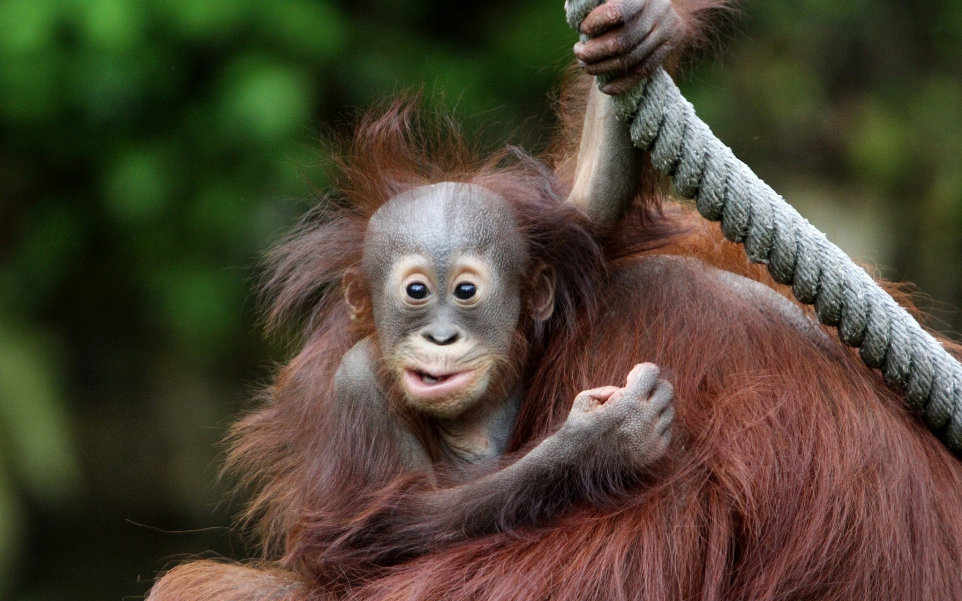 280467 baixar papel de parede animais, orangotango, macacos - protetores de tela e imagens gratuitamente