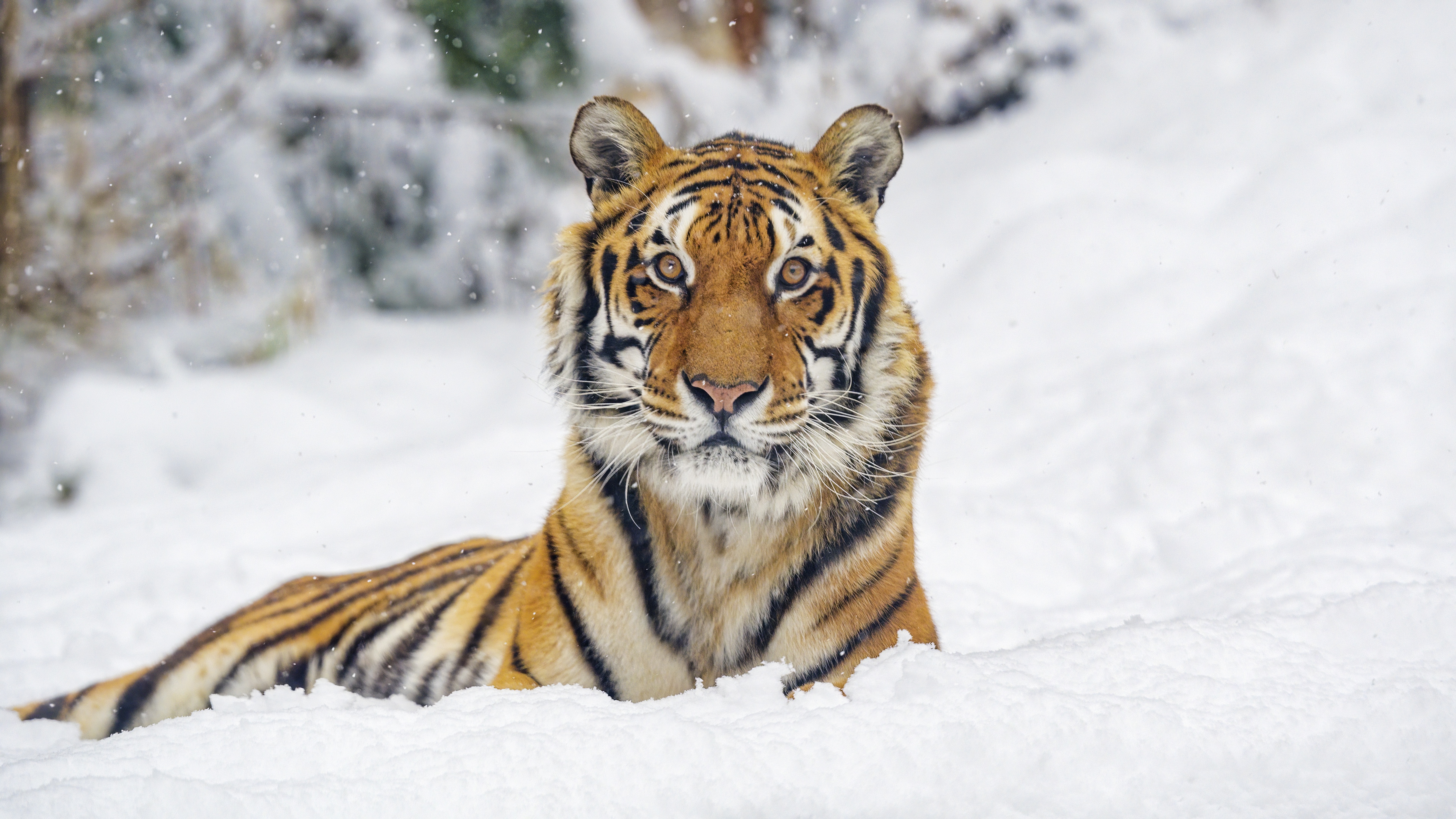 免费下载动物, 猫, 老虎, 冬季手机壁纸。