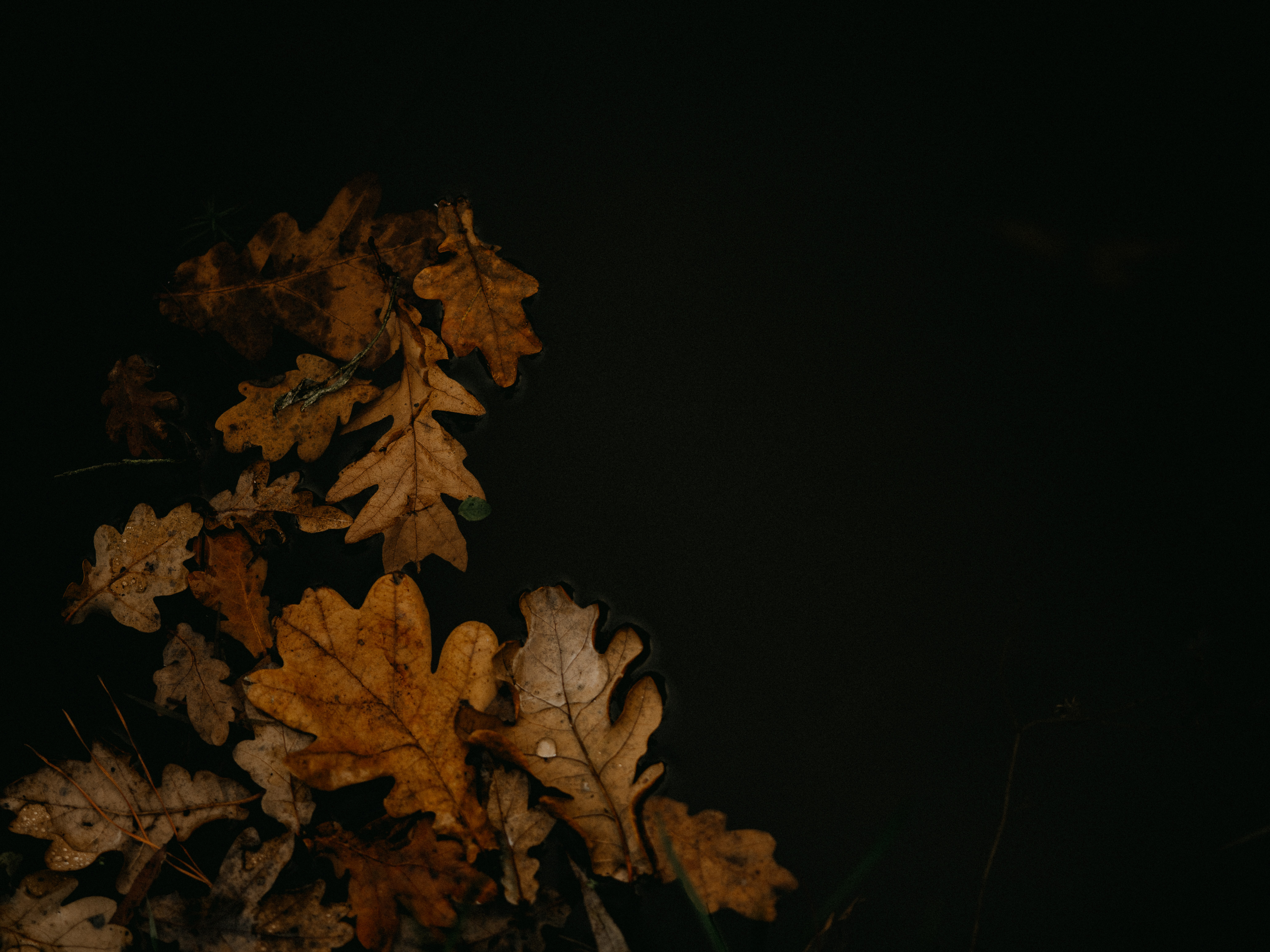 154324 завантажити шпалери осінь, макро, листя, макрос, коричневий, калюжа, калюжу, опале листя, полегле листя - заставки і картинки безкоштовно