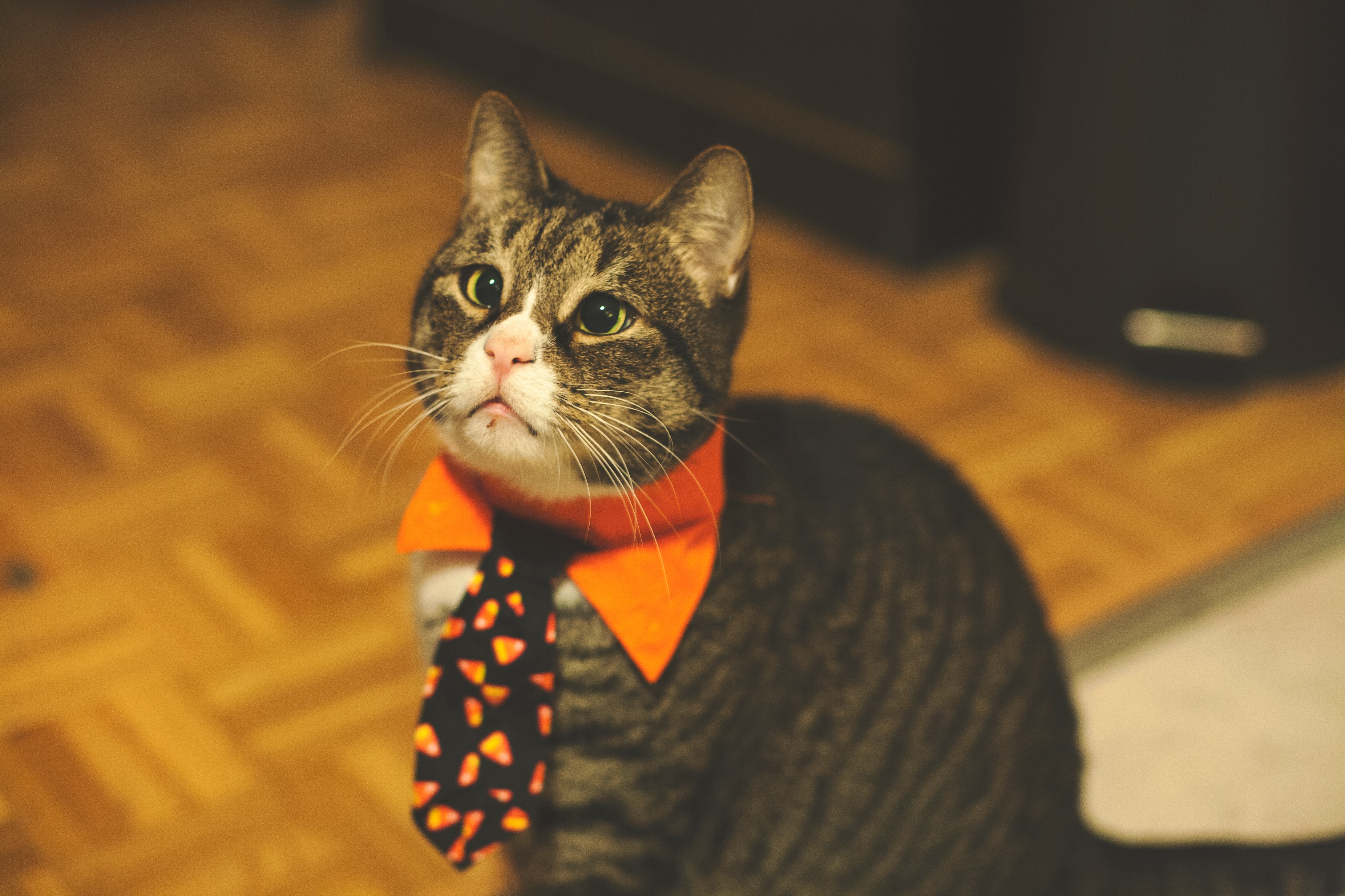 Laden Sie das Haustier, Krawatte, Der Kater, Komisch, Lustig, Tiere, Katze-Bild kostenlos auf Ihren PC-Desktop herunter