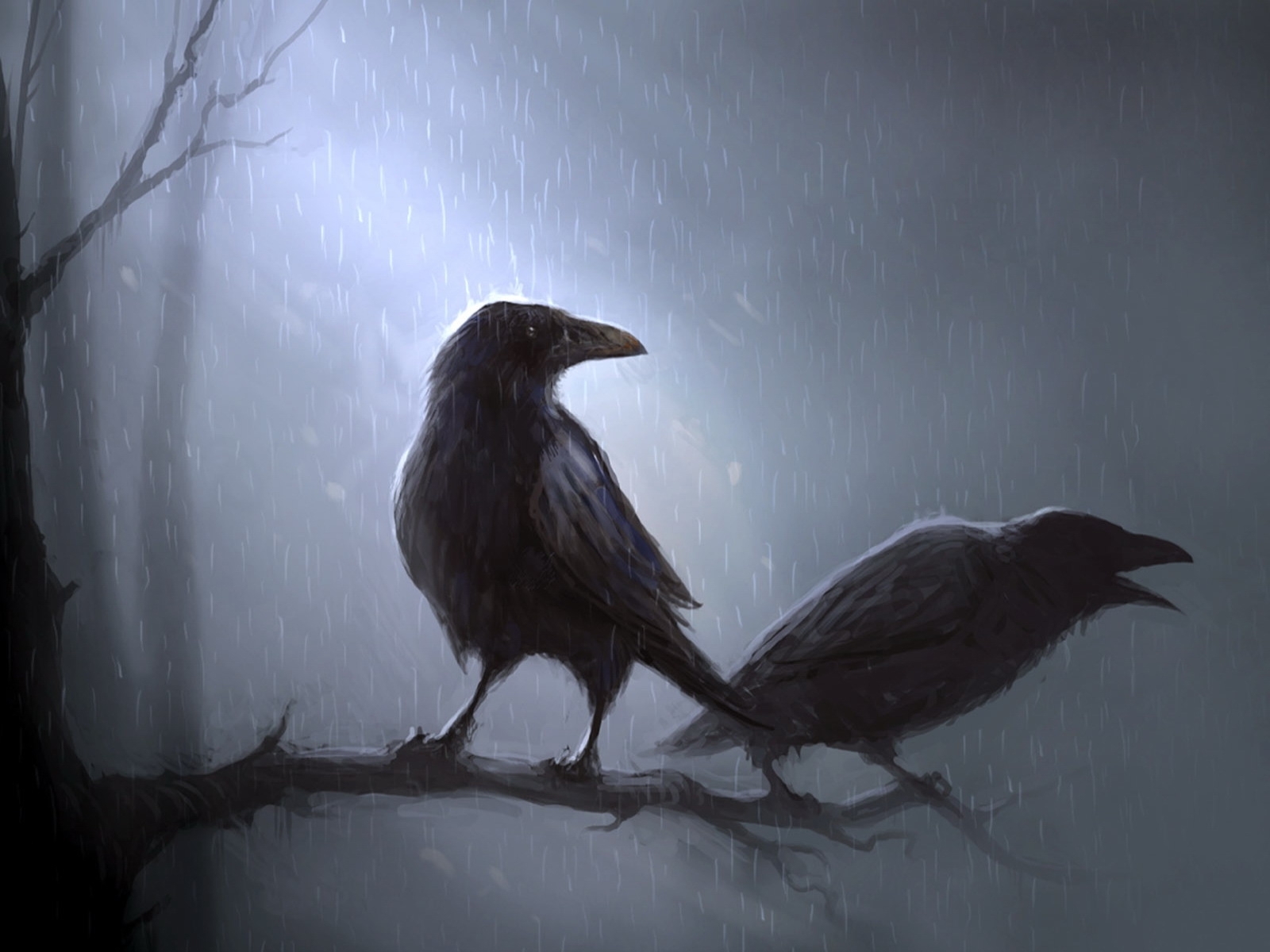 animals, birds, rain, pictures, crows, blue for android