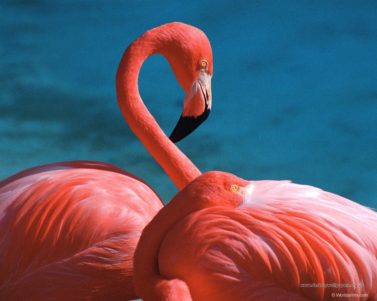 flamingo, animals, birds, red