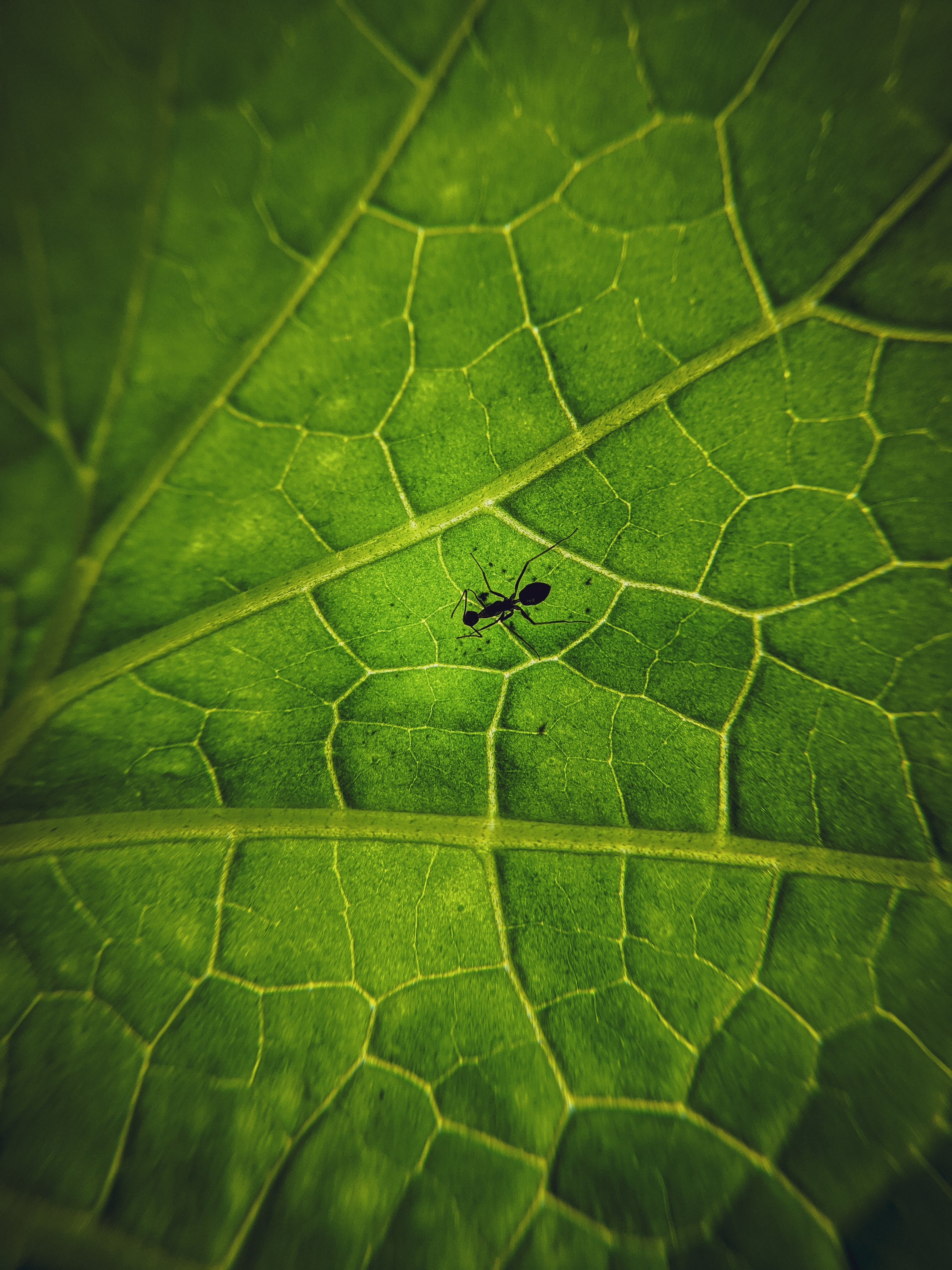 Download mobile wallpaper Sheet, Ant, Veins, Macro, Animals, Leaf, Insect for free.