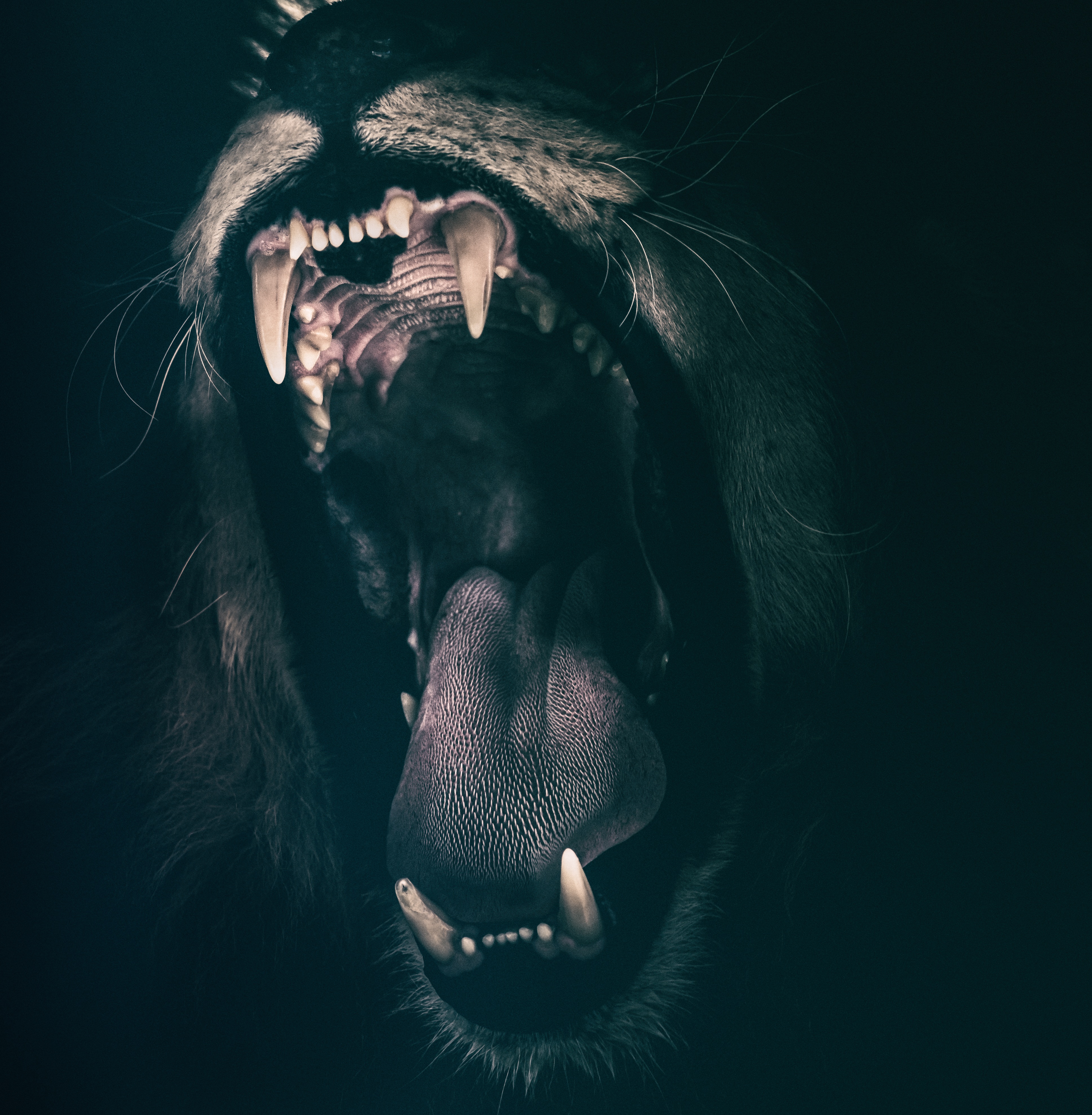 lion, animals, grin, fangs phone background
