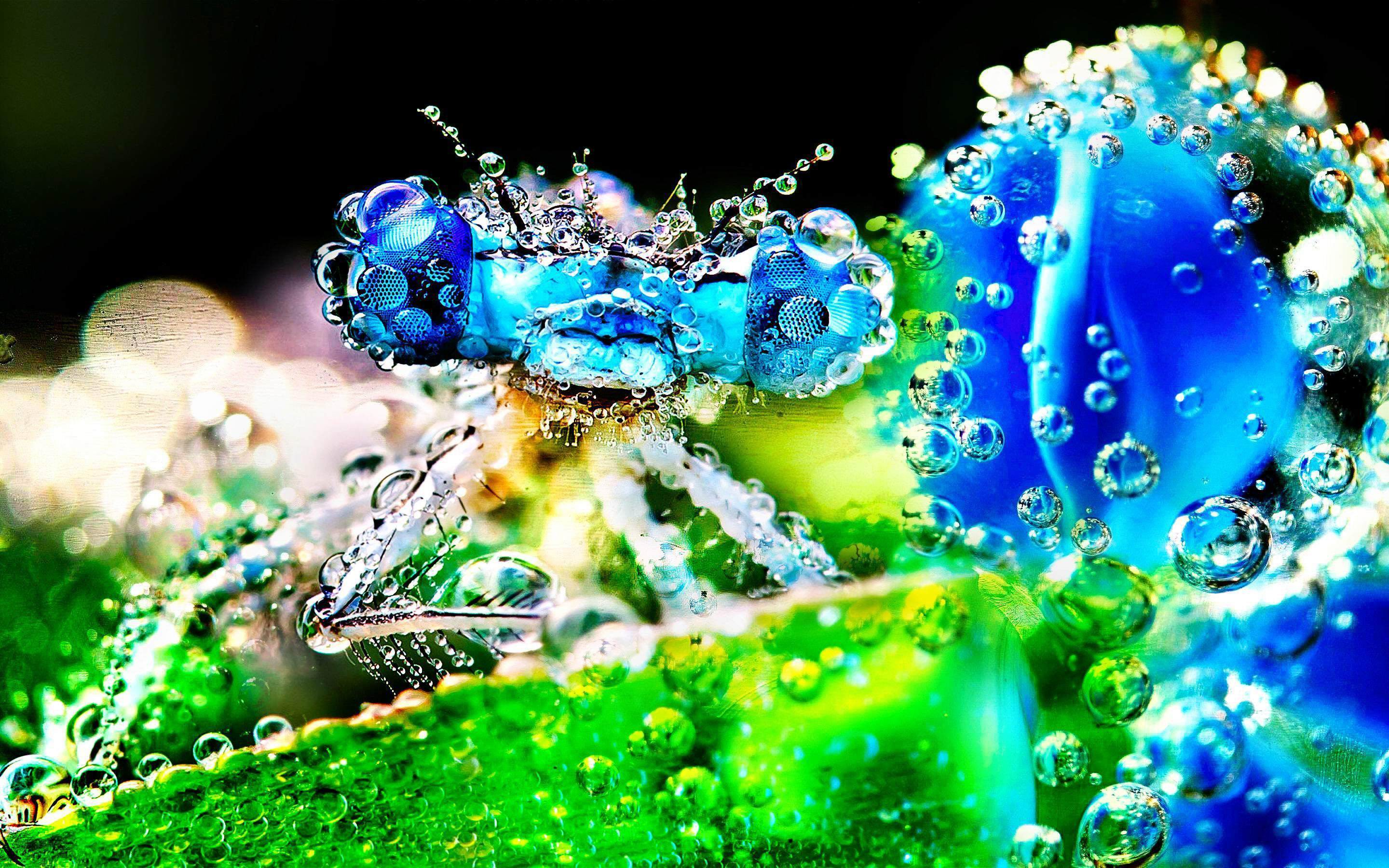 Cool Backgrounds  Insects