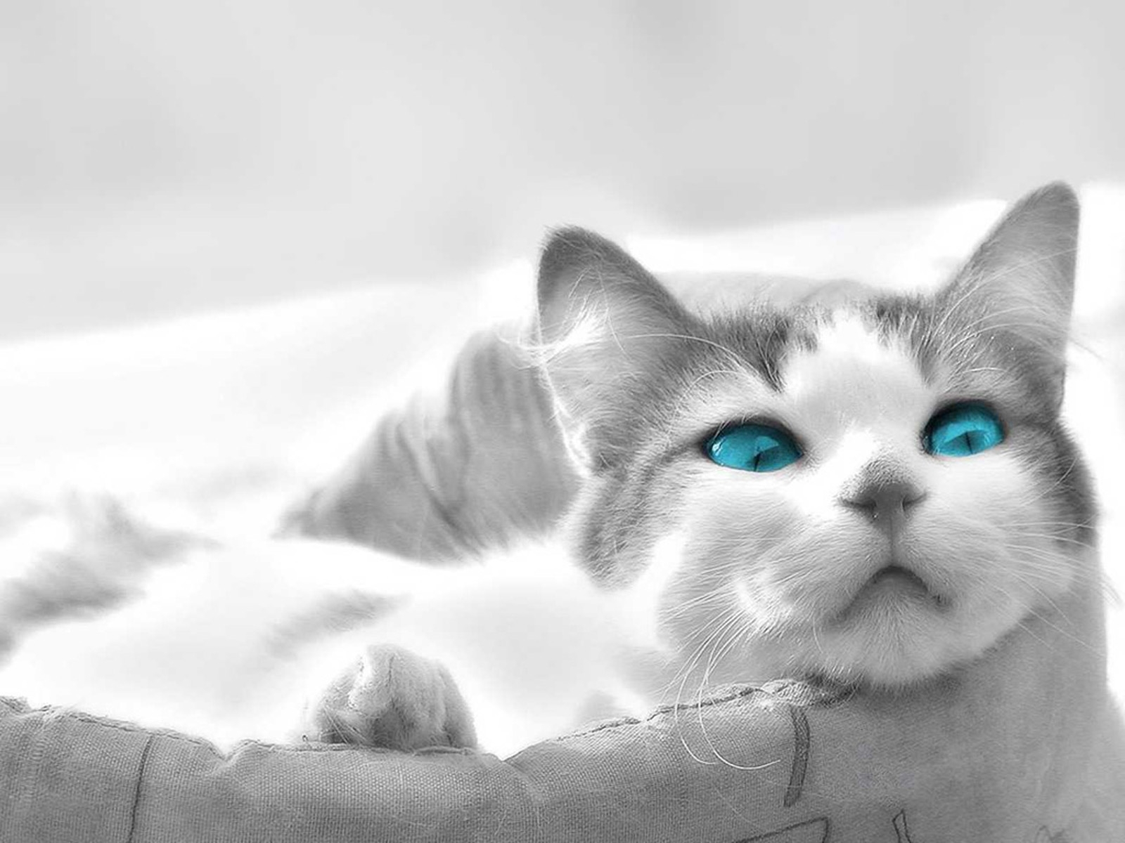 Серо белый котенок с голубыми глазами