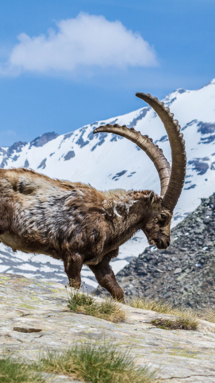 animal, alpine ibex wallpapers for tablet