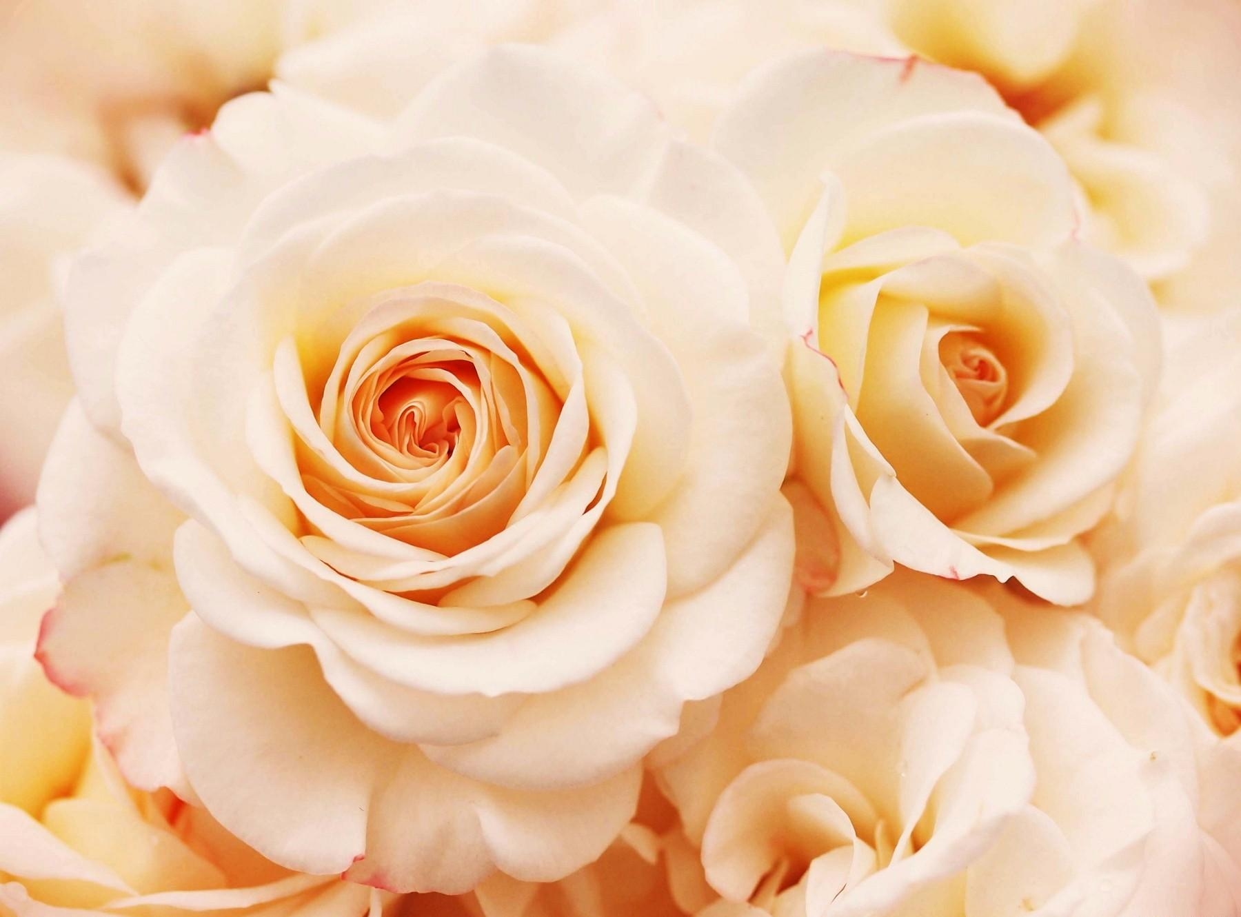 Laden Sie das Zart, Sanfte, Blumen, Nahaufnahme, Nahansicht, Knospen, Roses-Bild kostenlos auf Ihren PC-Desktop herunter