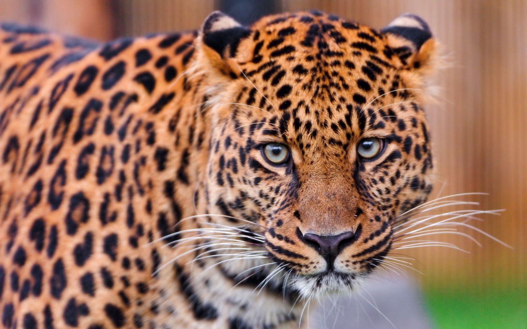 153081 Hintergrundbild herunterladen tiere, leopard, gefleckt, fleckig, farbe, raubtier, predator, große katze, big cat - Bildschirmschoner und Bilder kostenlos