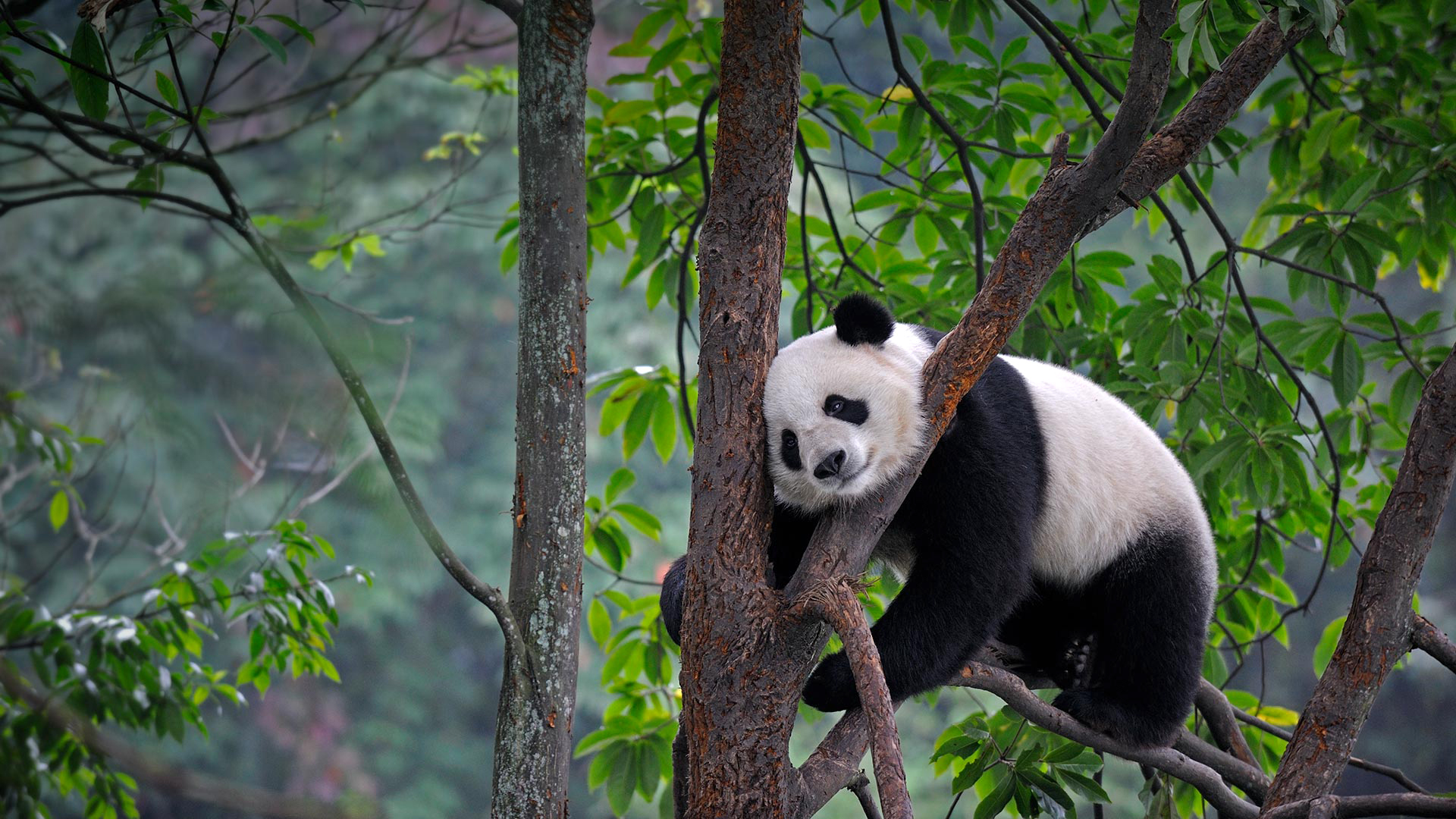 Гигантские панды в Китае