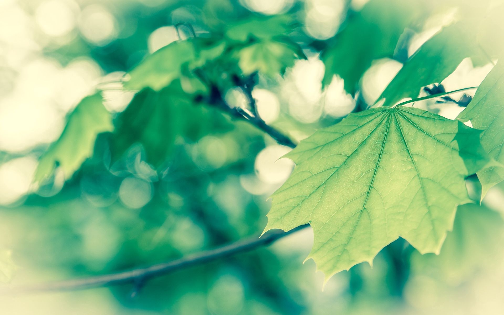 無料モバイル壁紙葉, 大きい, マクロ, 木の葉, バニラ, 春をダウンロードします。