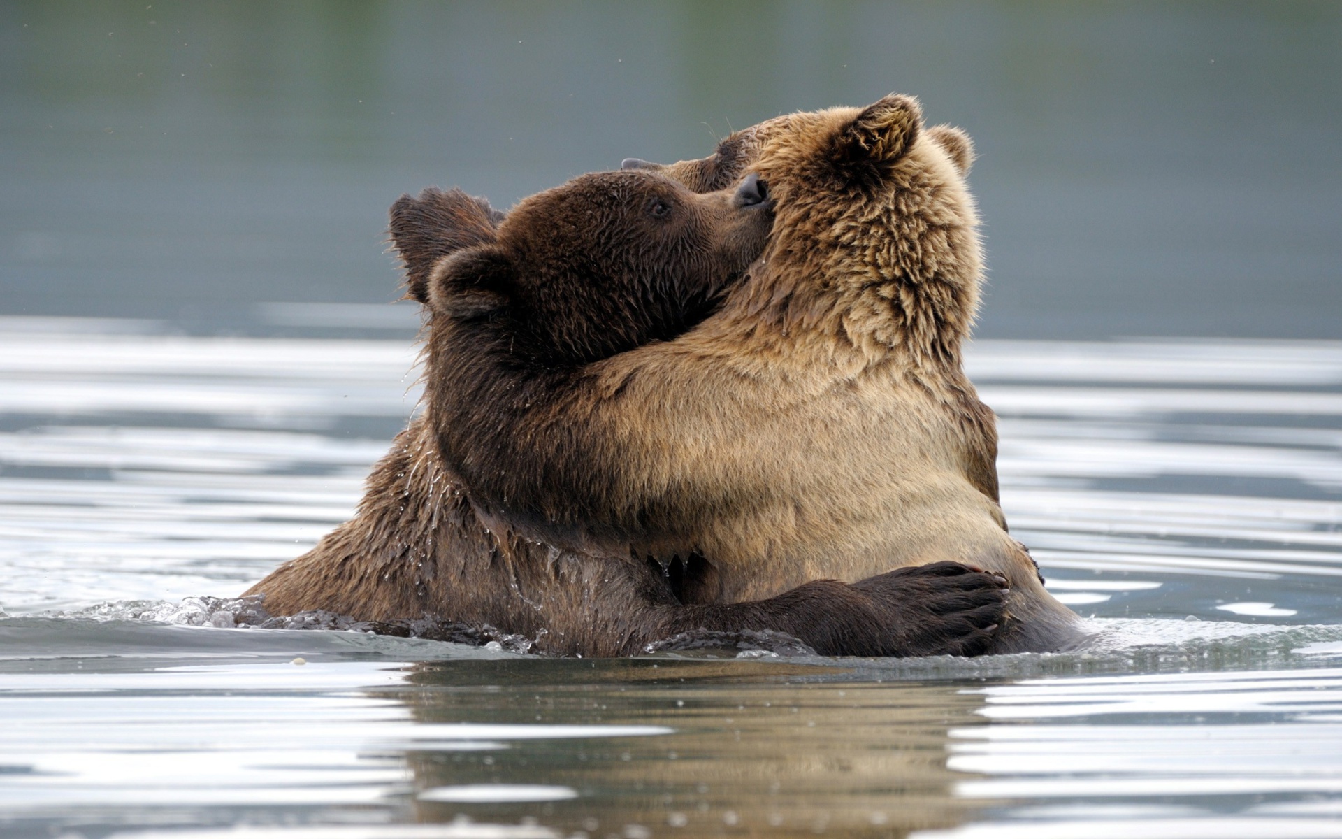 brown bear, animal, bear, hug, love, bears HD wallpaper