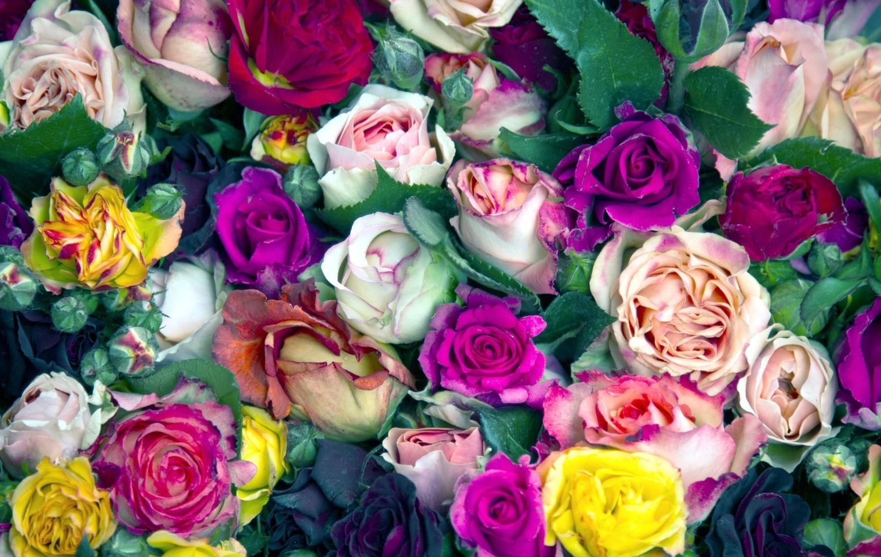 99039 скачать картинку розы, бутоны, разноцветные, цветы, много - обои и заставки бесплатно