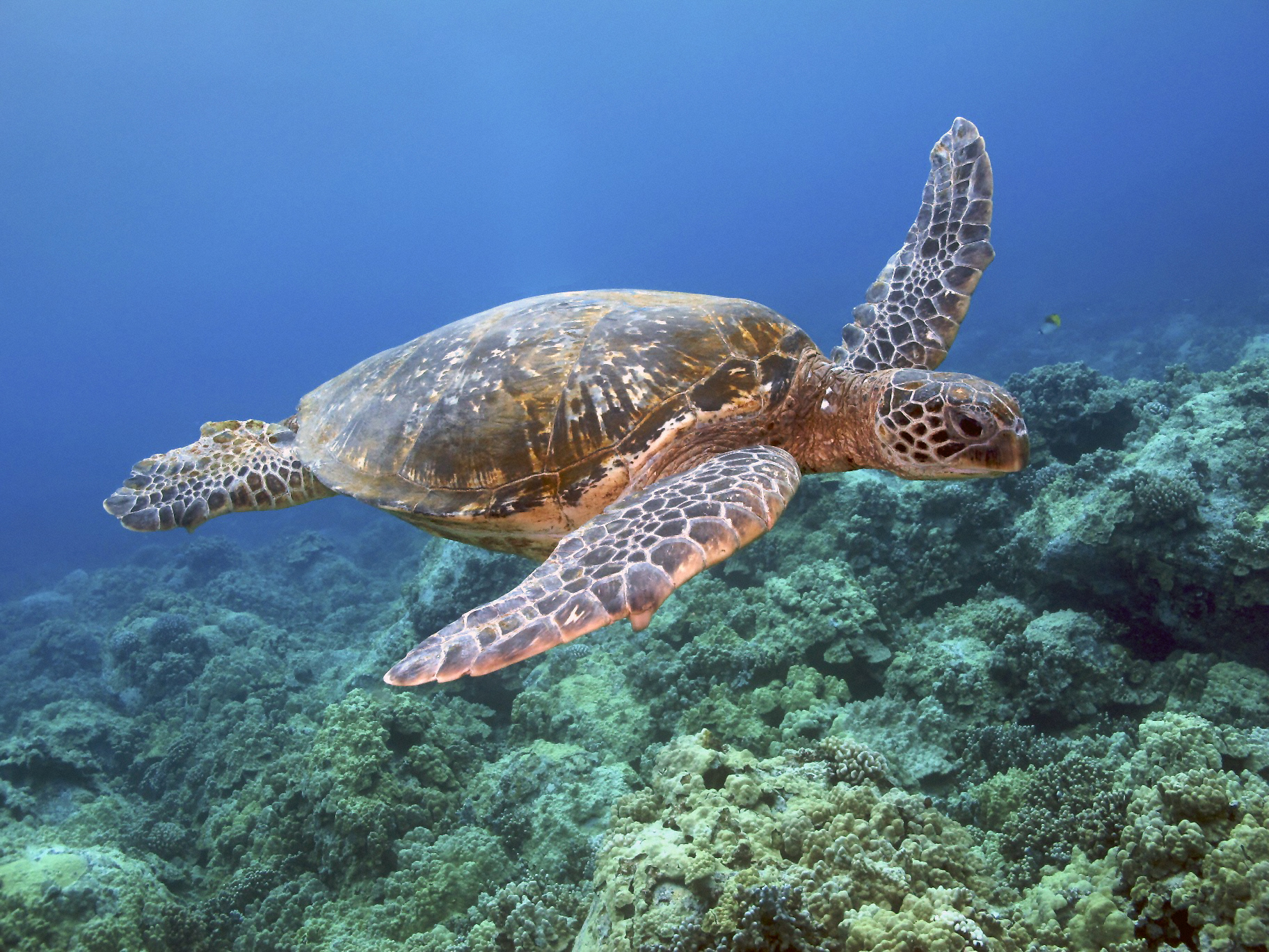 Морская черепаха индийского океана