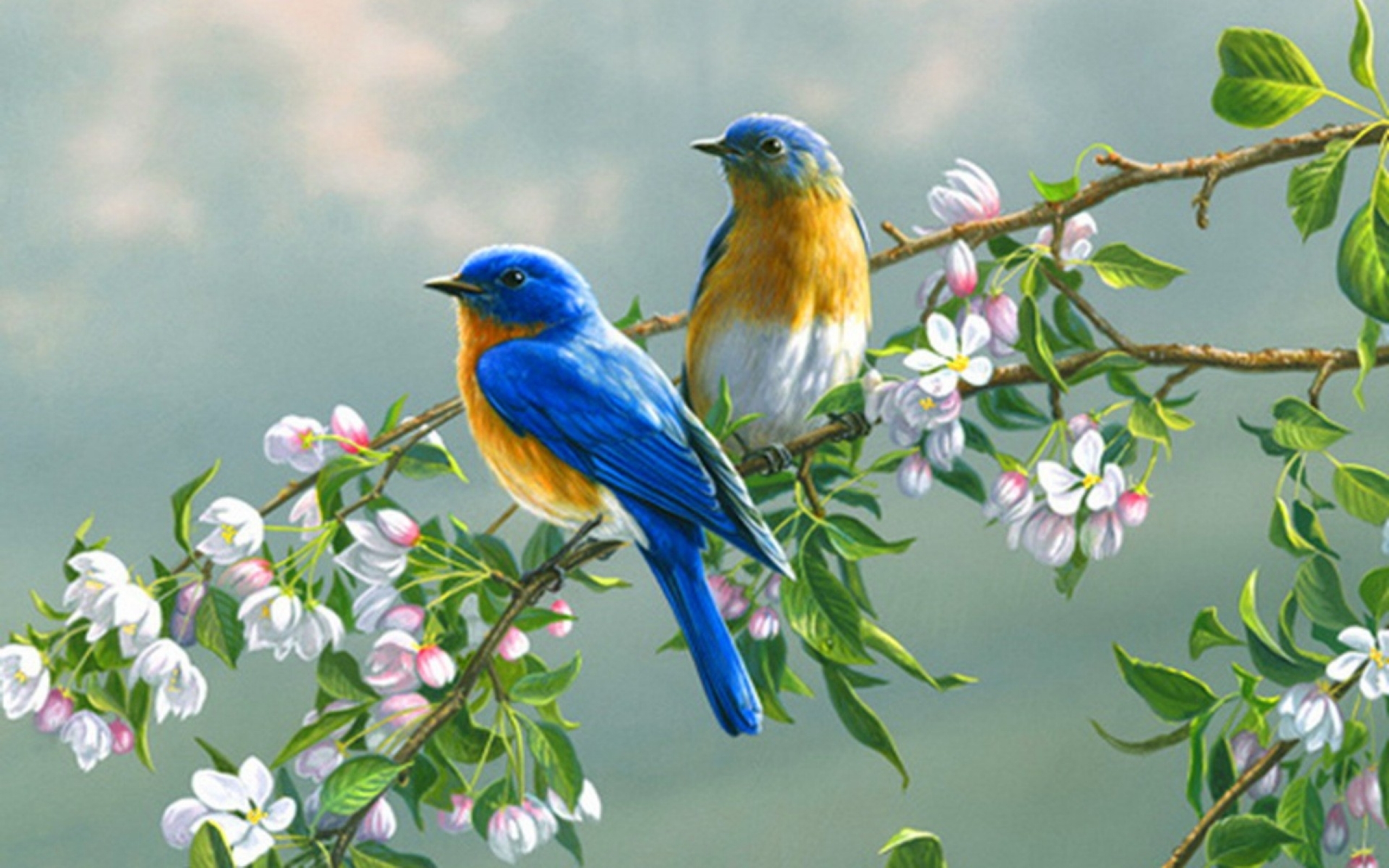 8k Bluebird Background