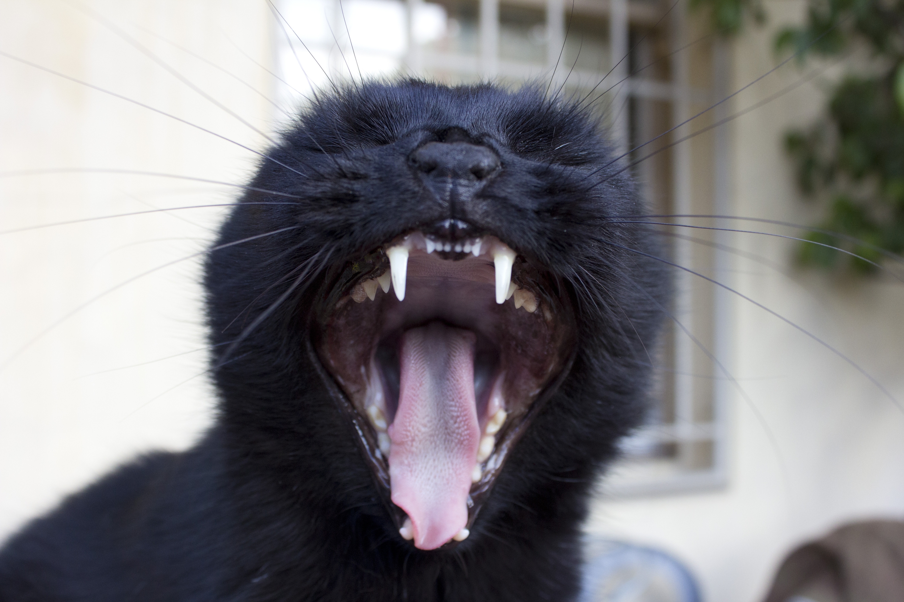 animals, cat, grin, muzzle, to yawn, yawn
