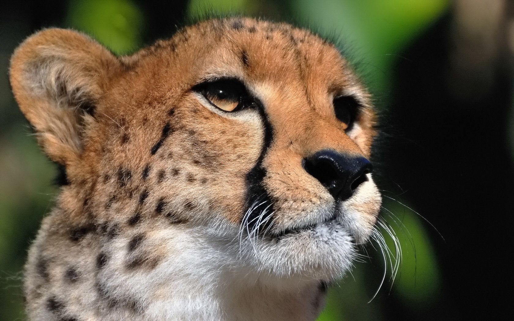 cheetah, animals, muzzle, predator, big cat, sight, opinion 4K, Ultra HD