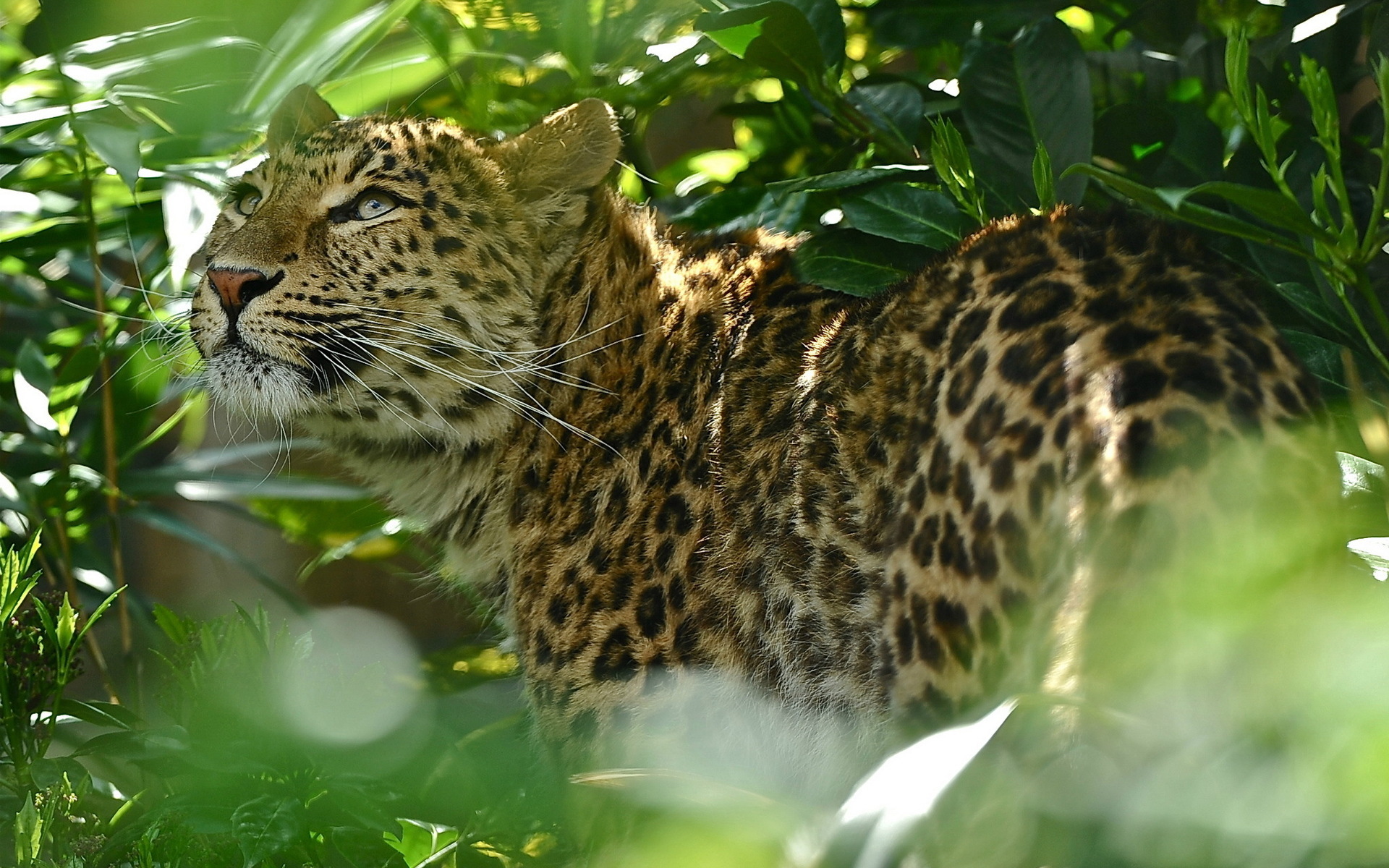 Handy-Wallpaper Jaguar, Tiere kostenlos herunterladen.