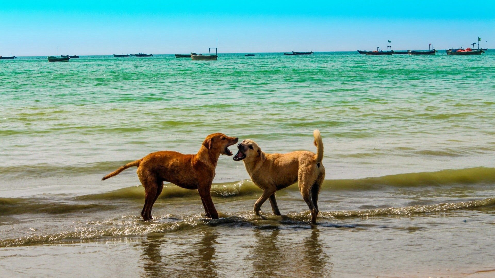 85029 скачать обои собаки, животные, небо, море, лето, игривые - заставки и картинки бесплатно