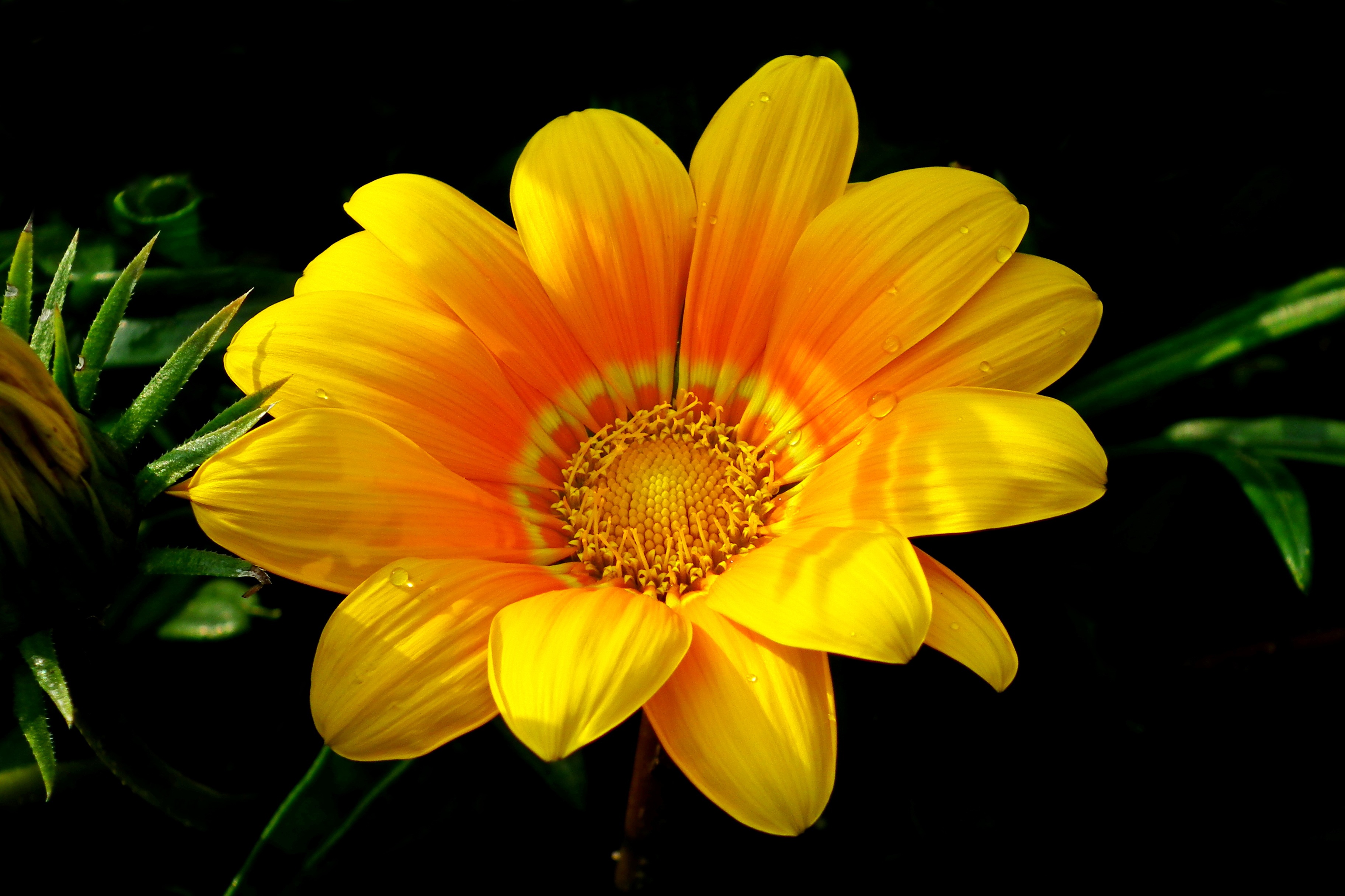 flower, earth, gazania, yellow flower, flowers