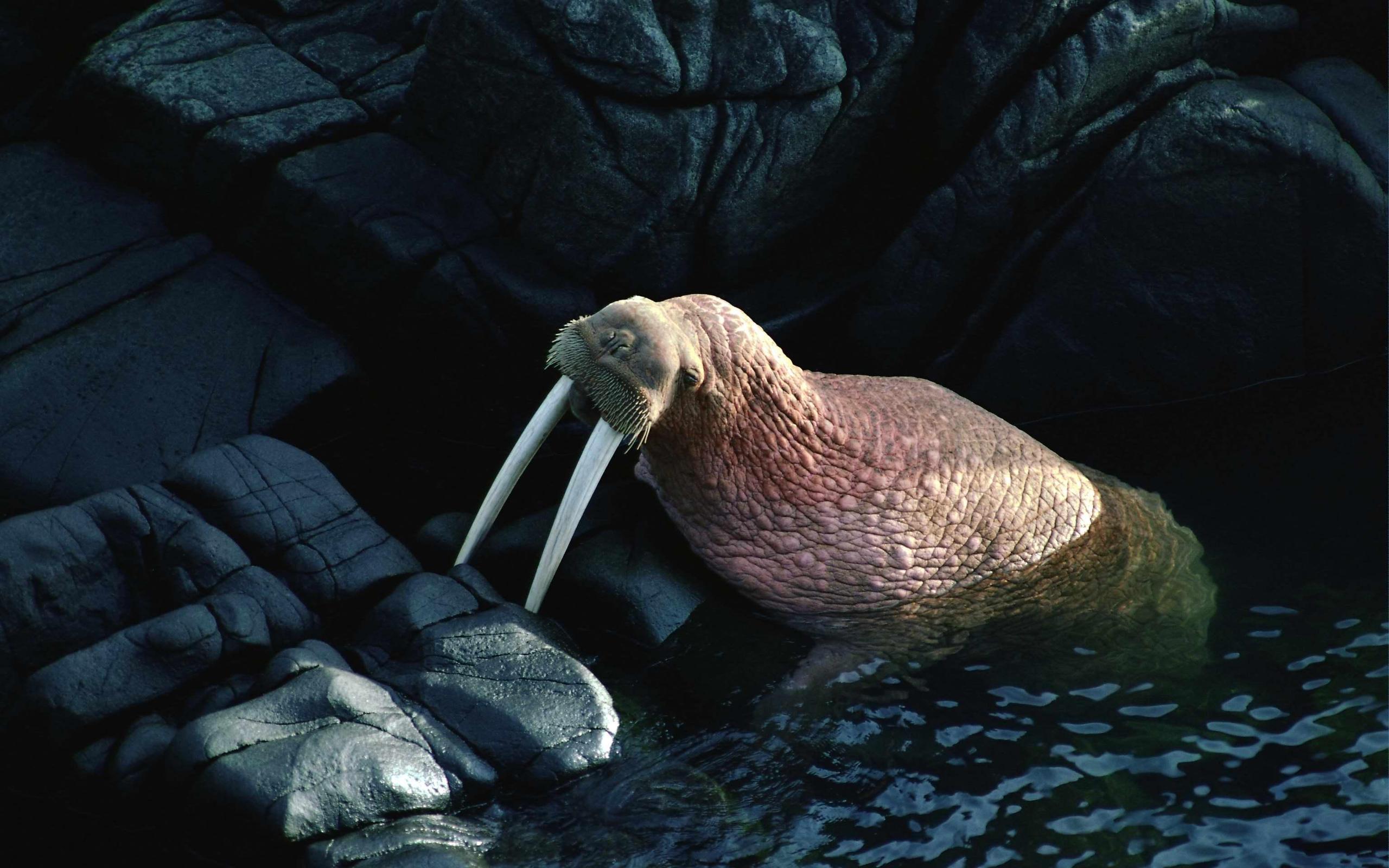 animal, walrus Full HD