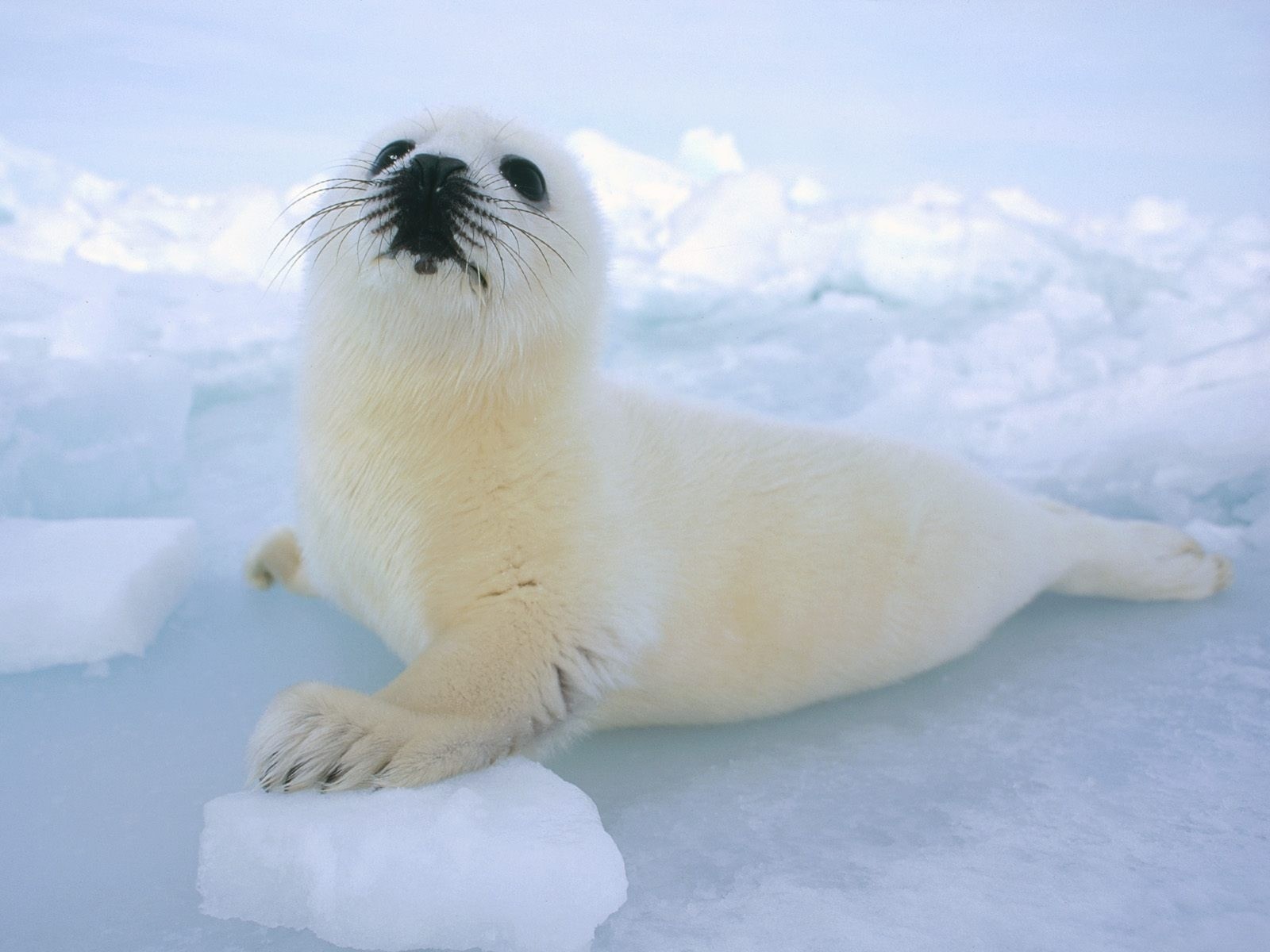animal, seal, seals