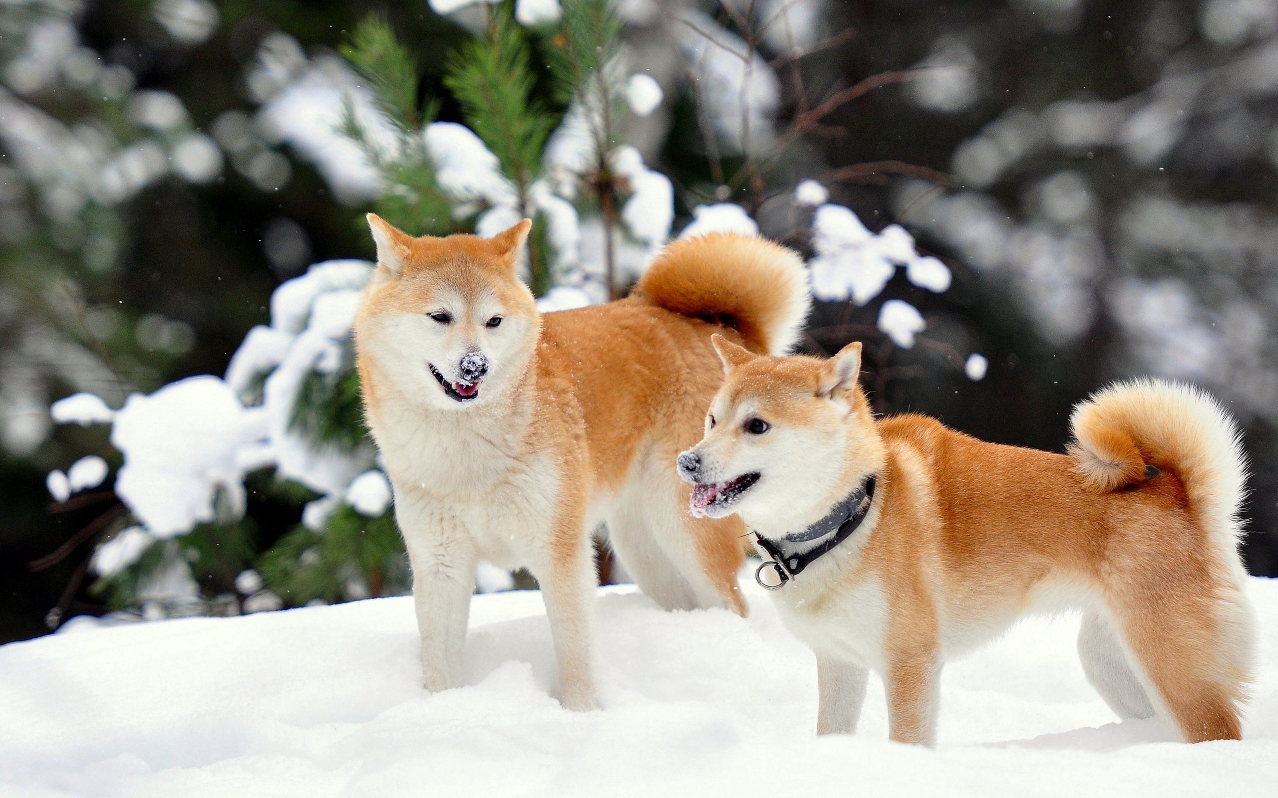 animals, dogs, snow, playful, akita inu desktop HD wallpaper